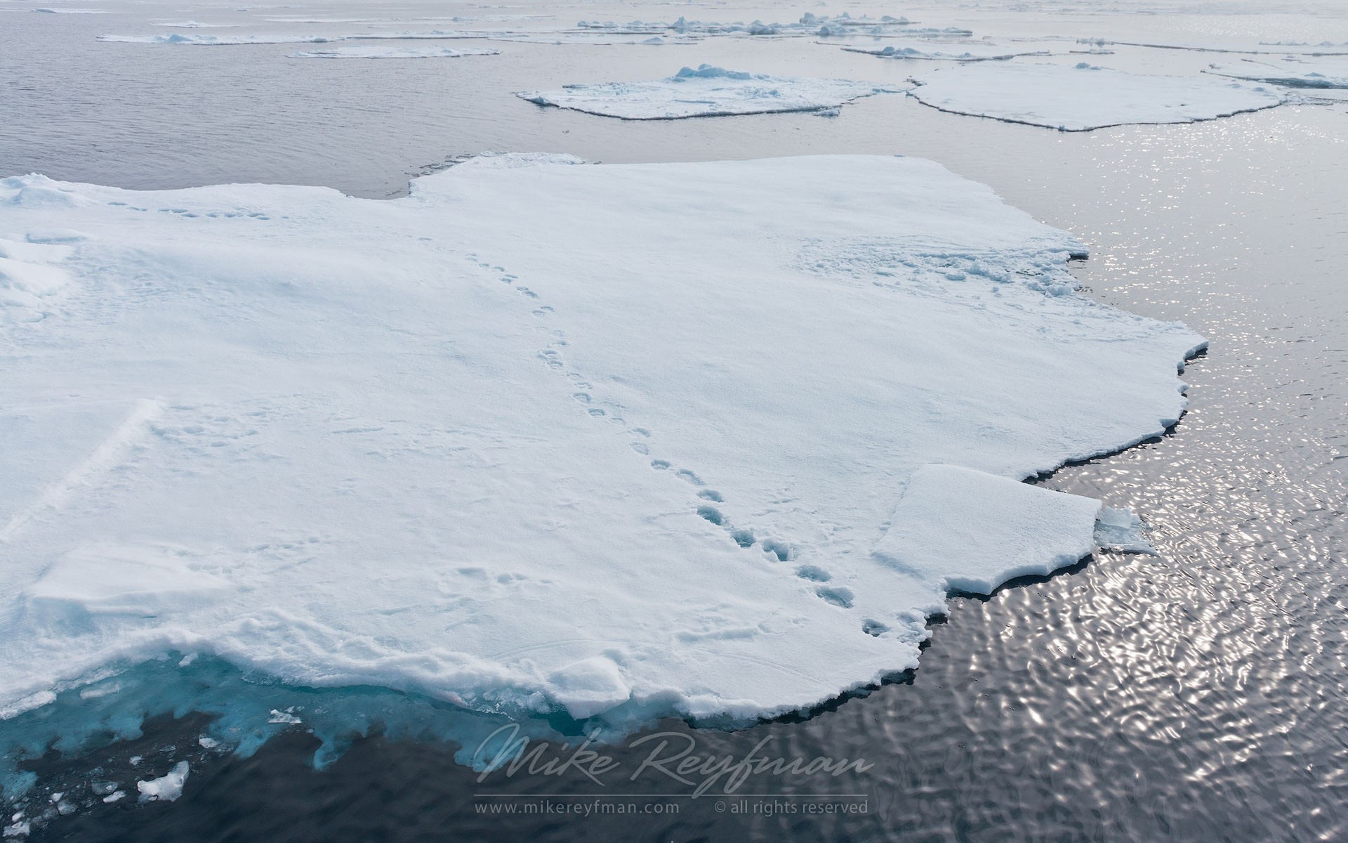 Следы зверей на отколовшихся льдинах