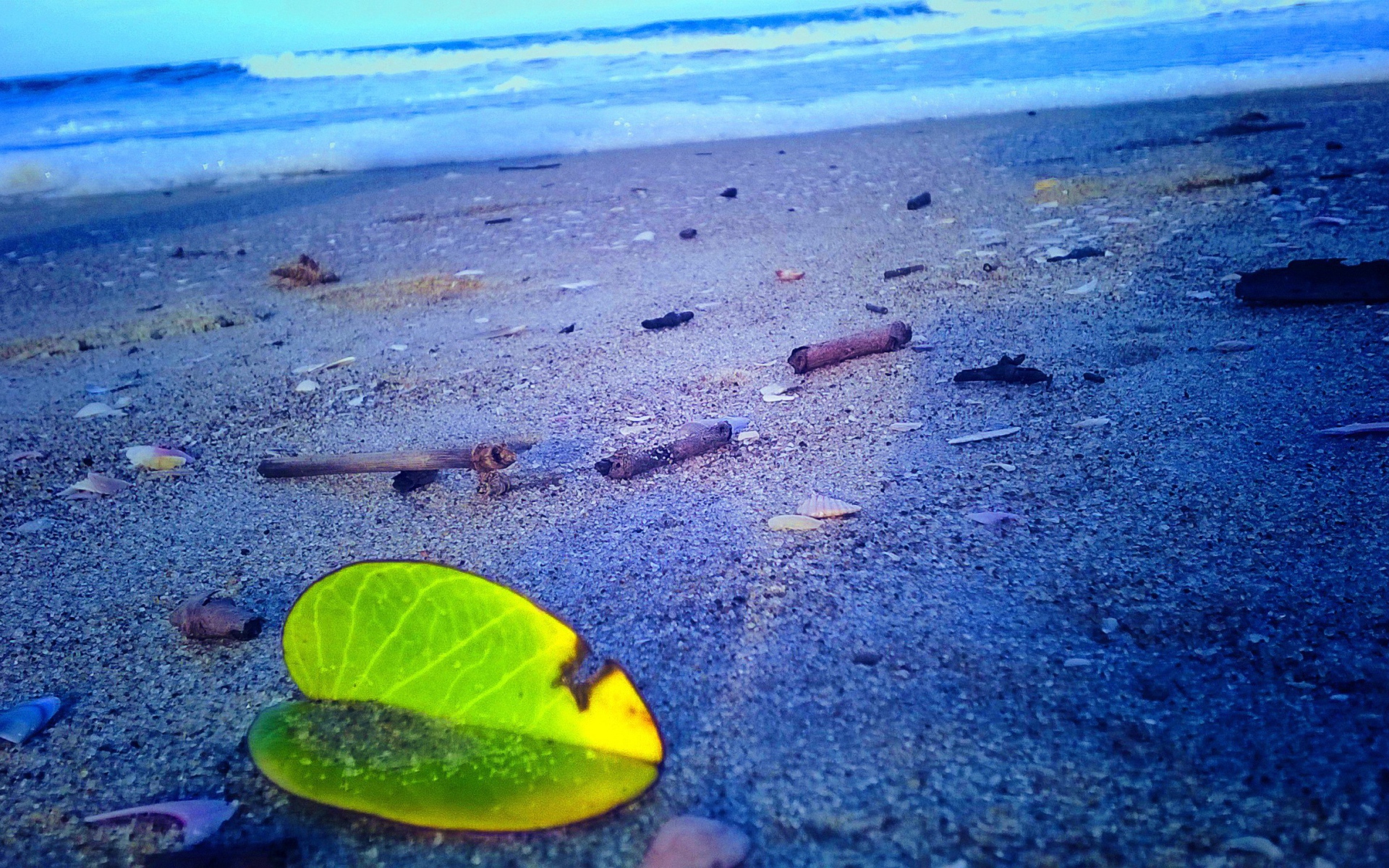 Лист растения на песке пляжа