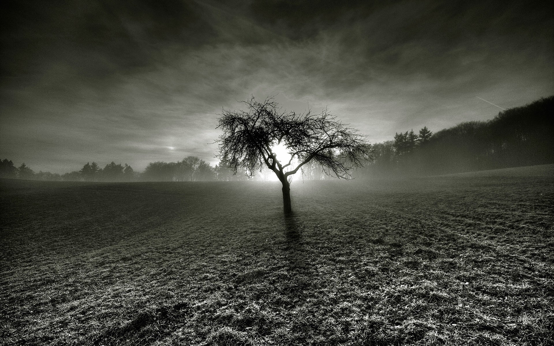 Dead tree in the middle of the gray box Desktop wallpapers 1920x1200