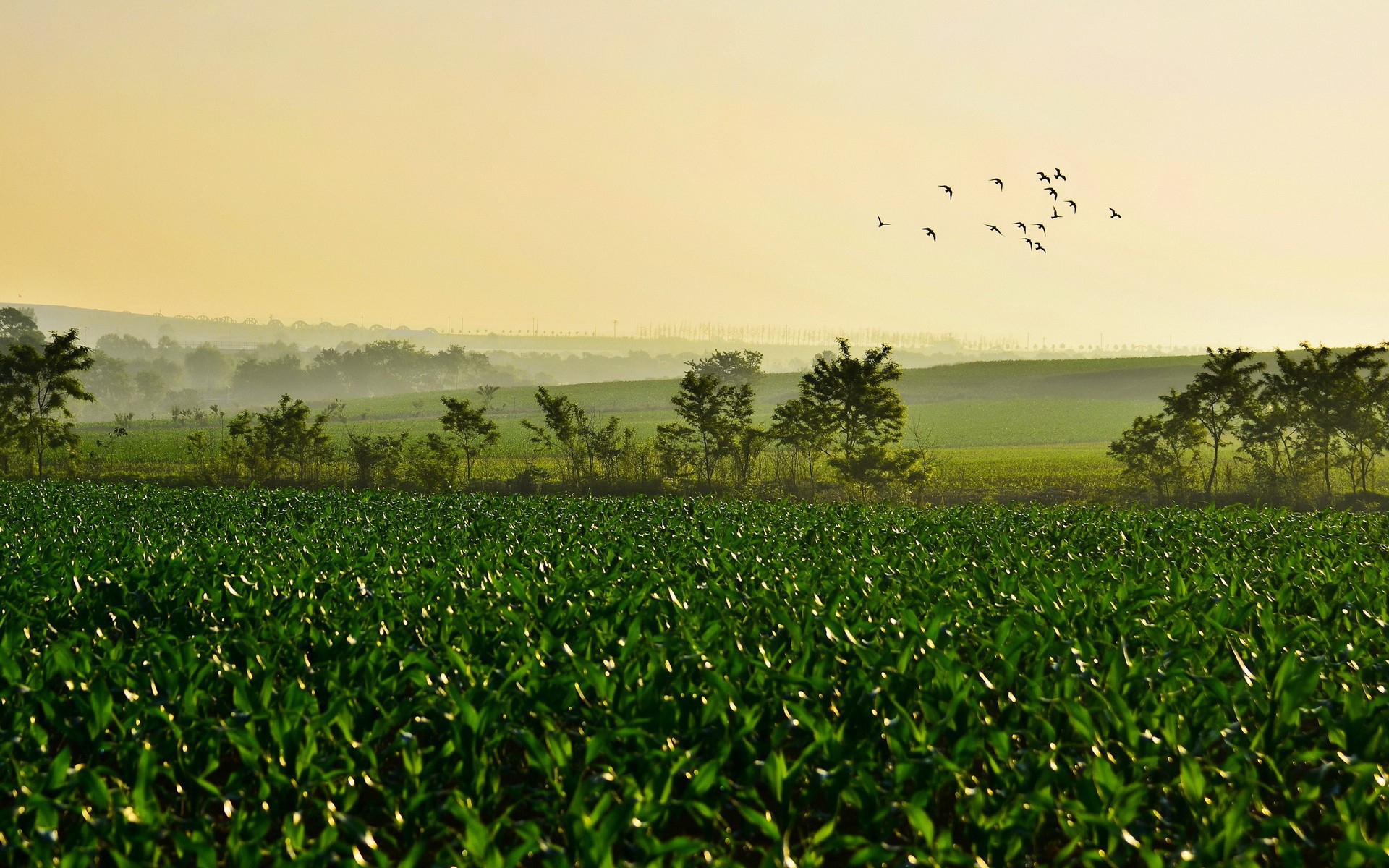 Поле молодых ростков чая