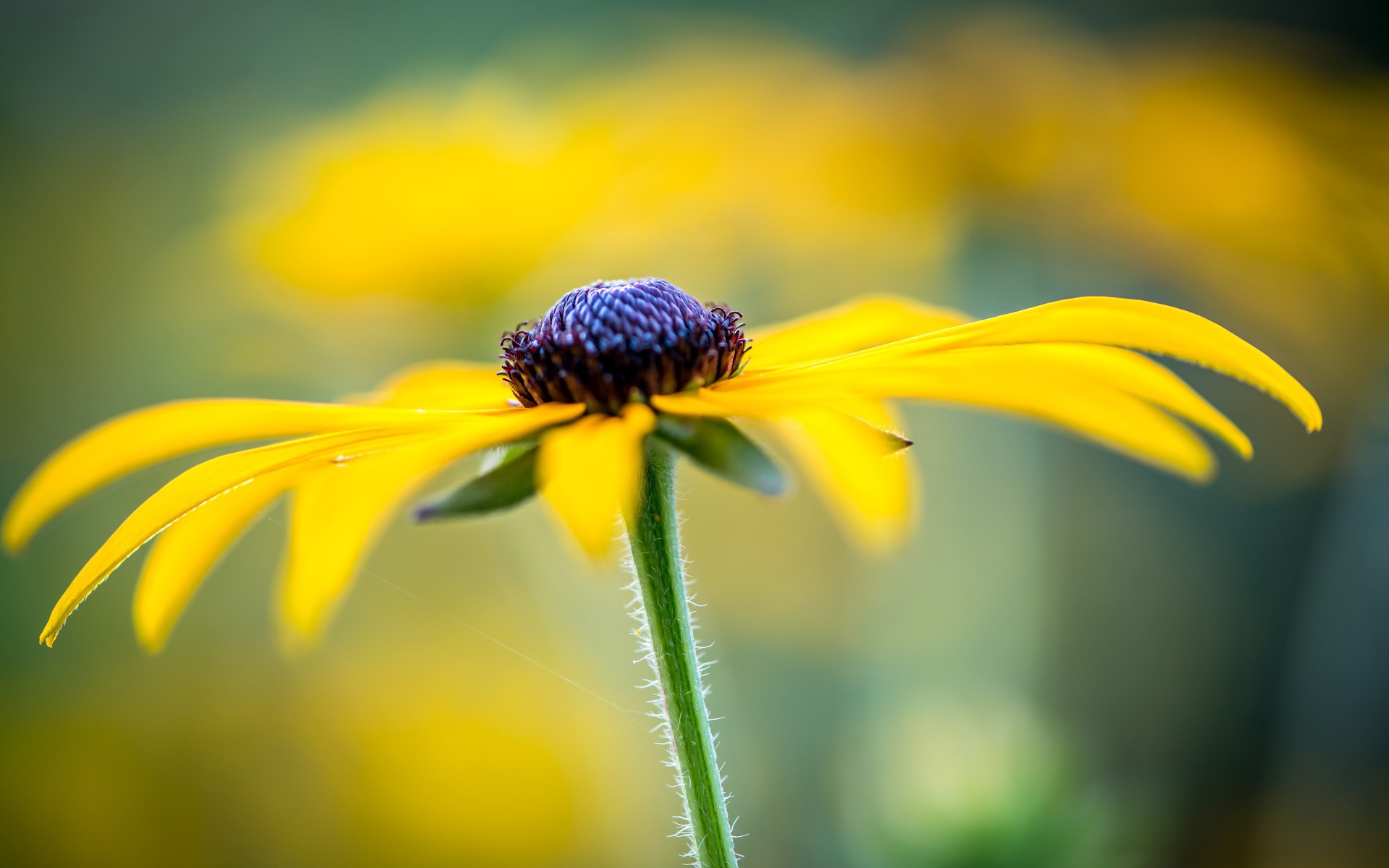 Черная сердцевина желтой ромашки