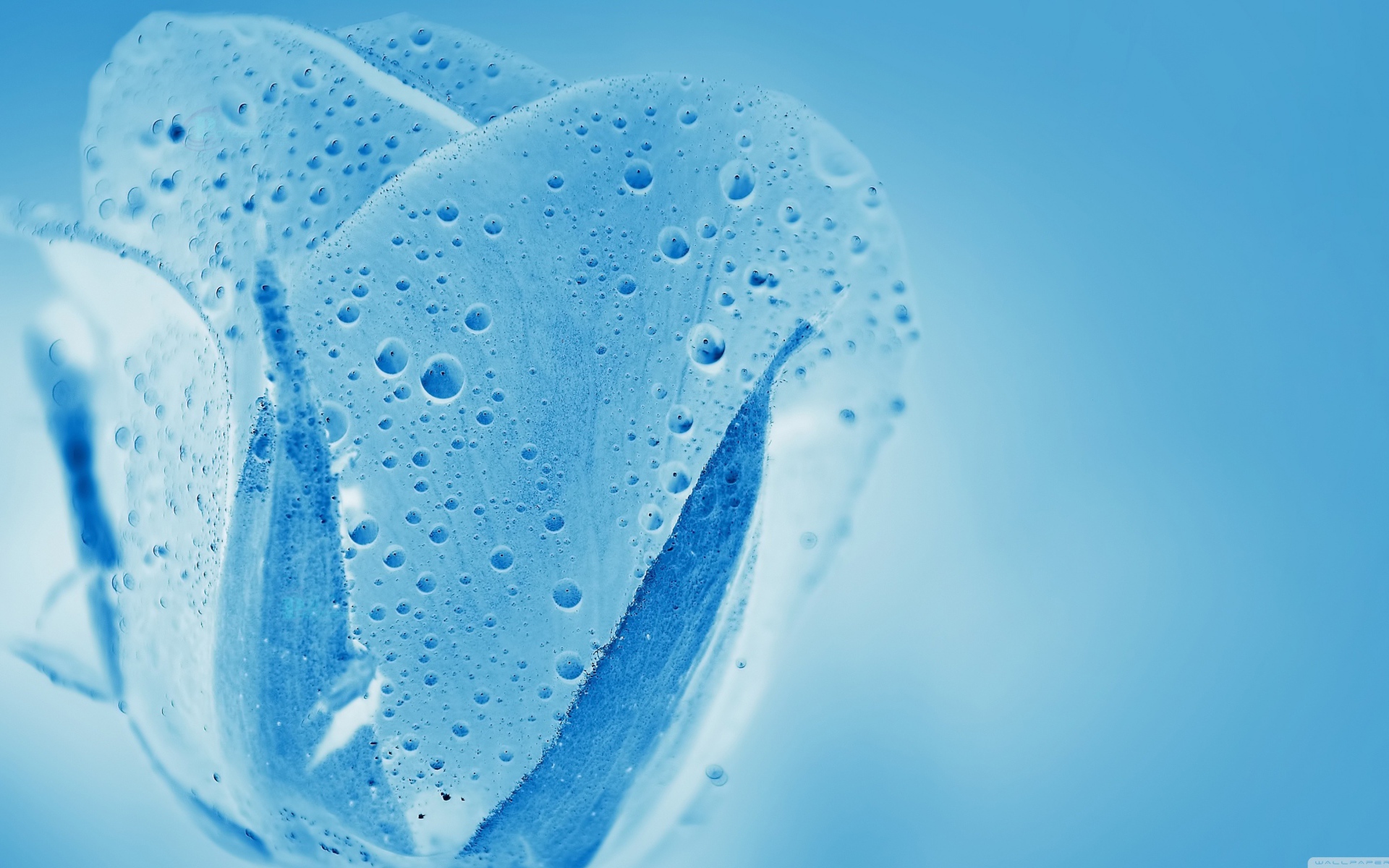 Голубой прозрачный тюльпан