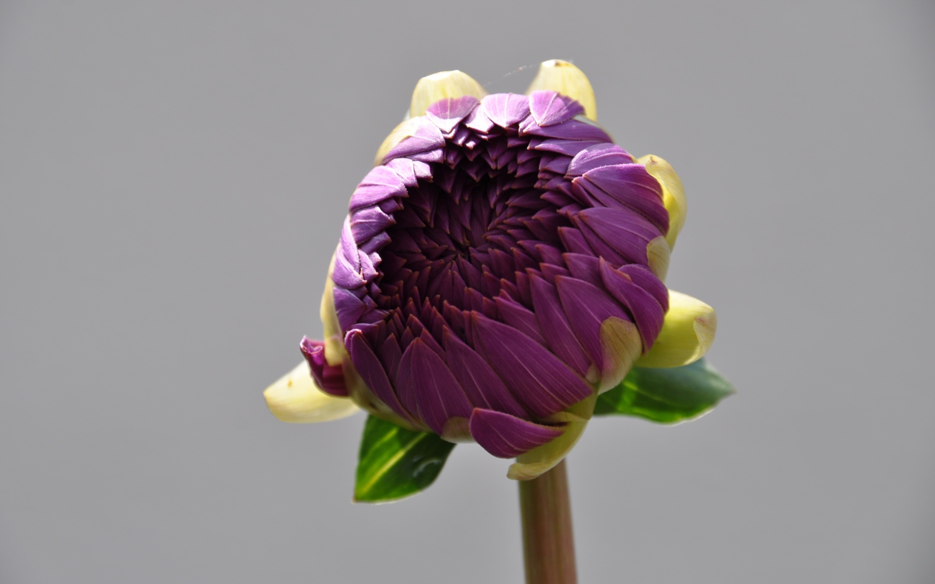 Бутон большого фиолетового цветка на сером фоне