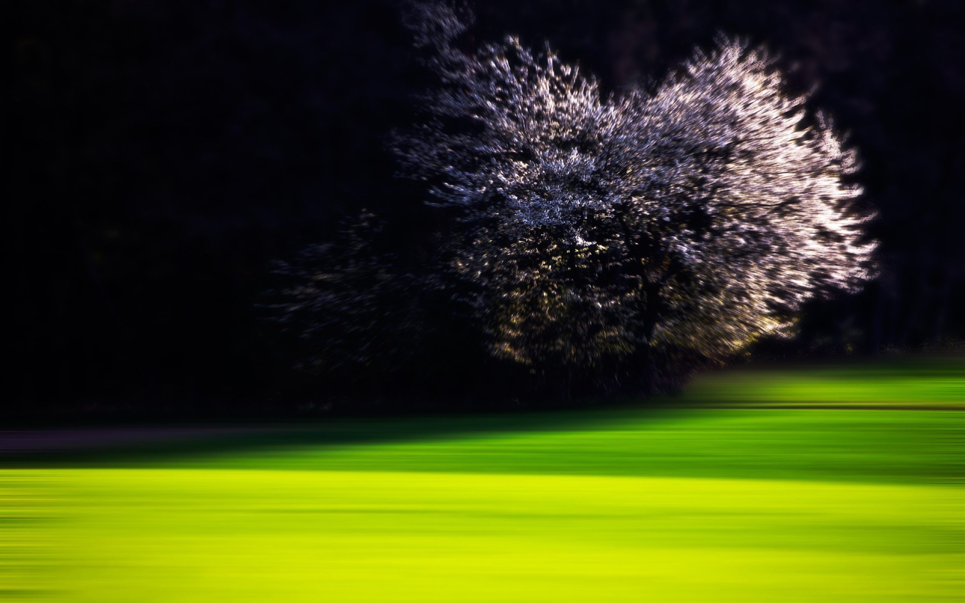 Цветущая вишня на краю зеленого газона