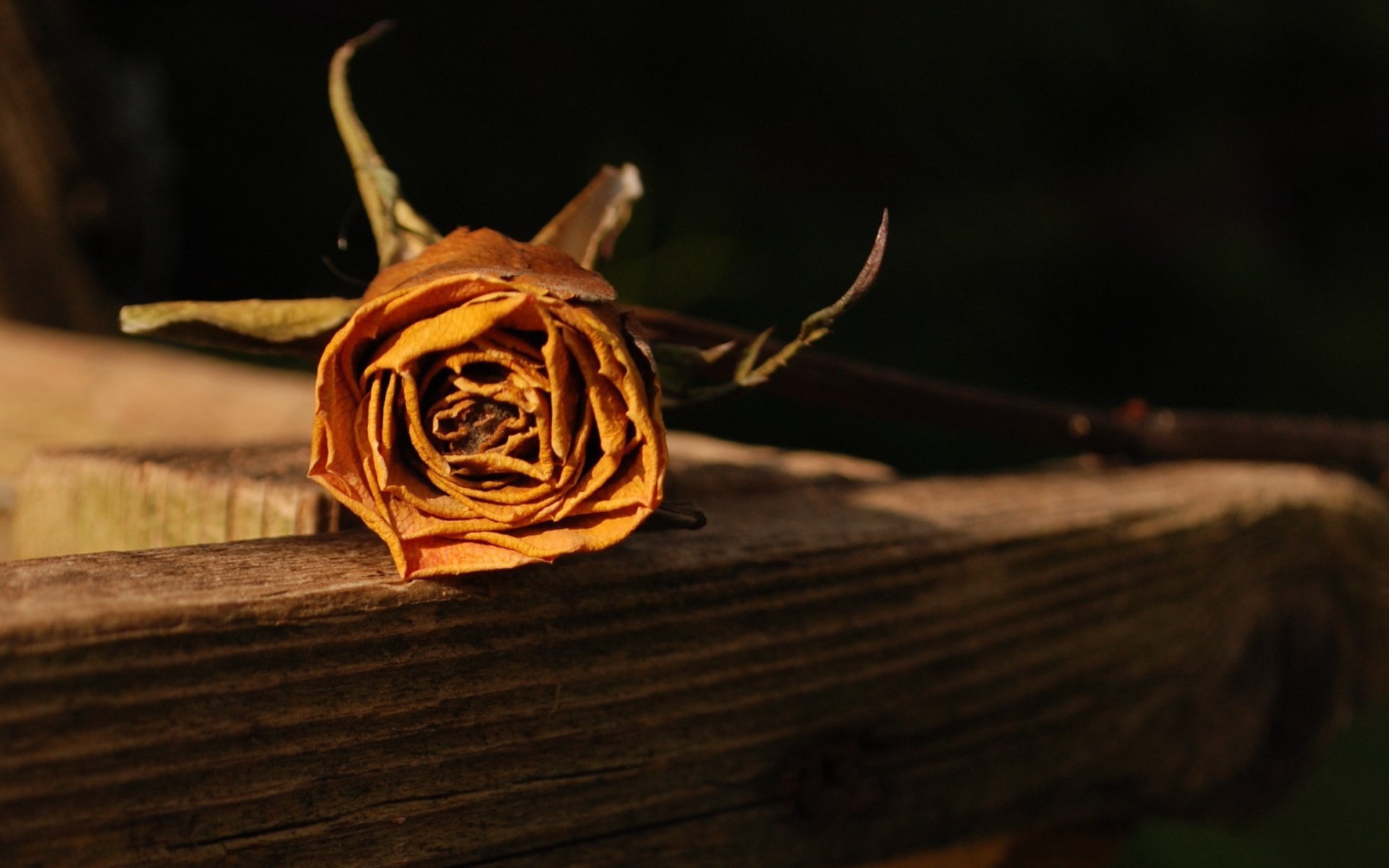 Засохшая оранжевая роза