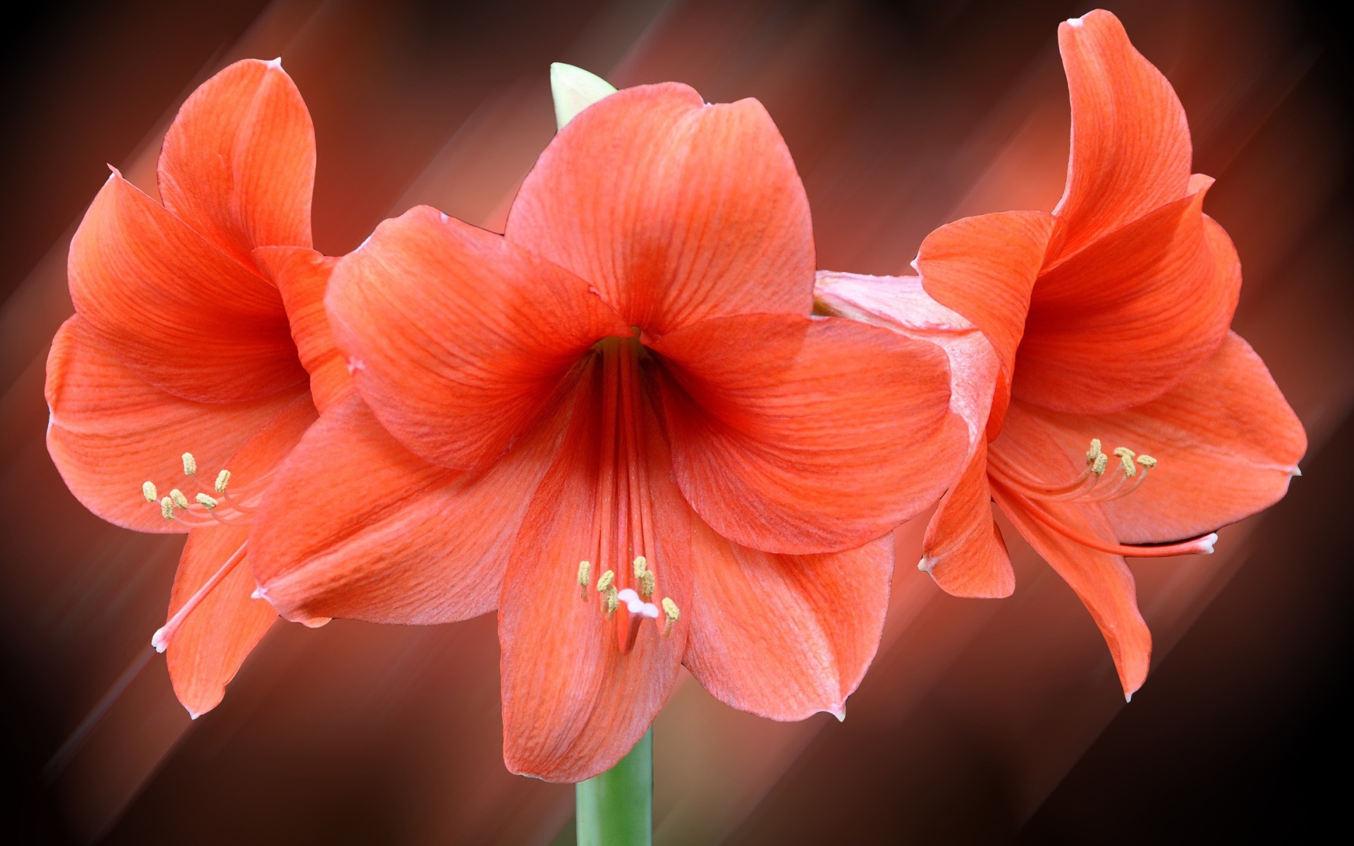 Три красных лилии