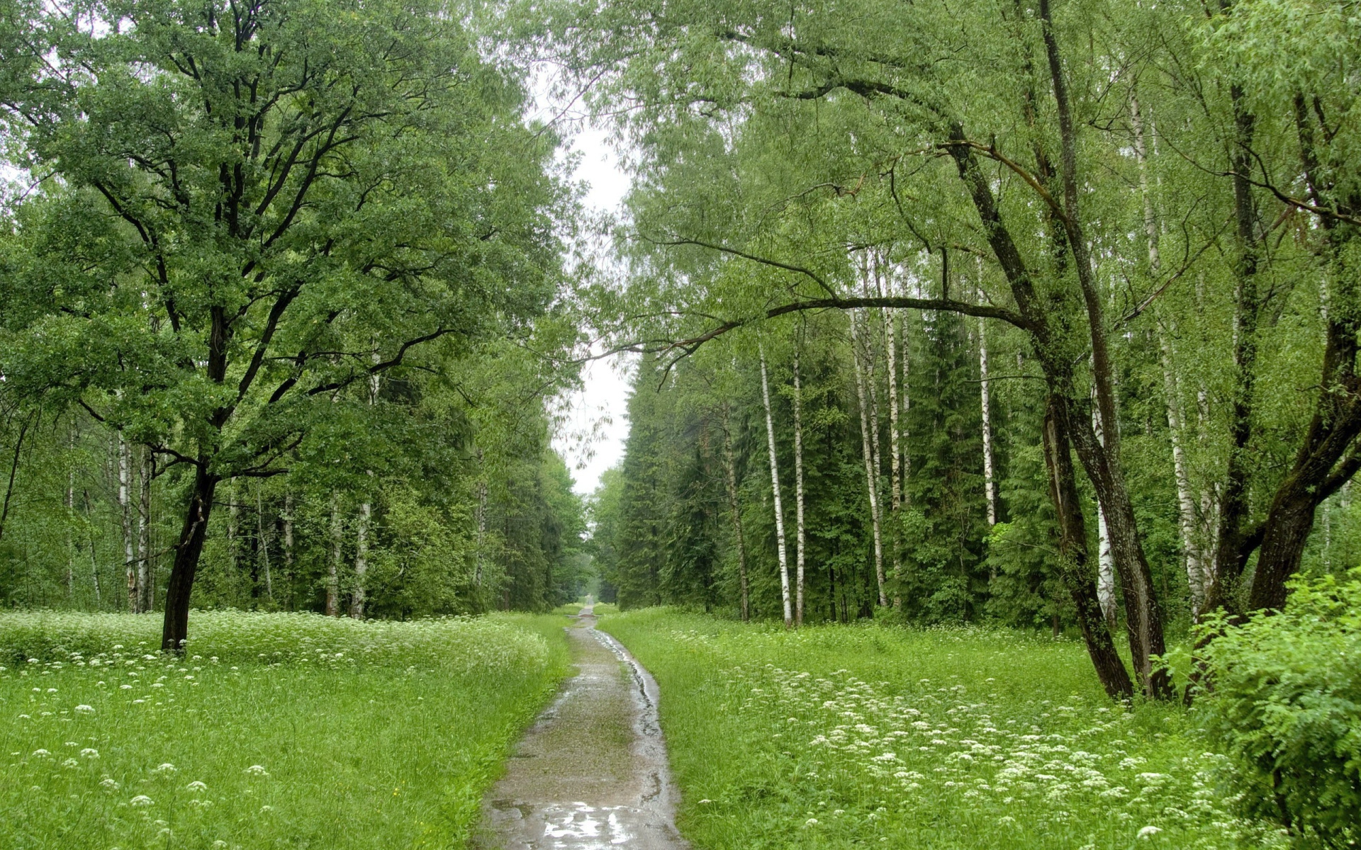 Ручей в березовом лесу