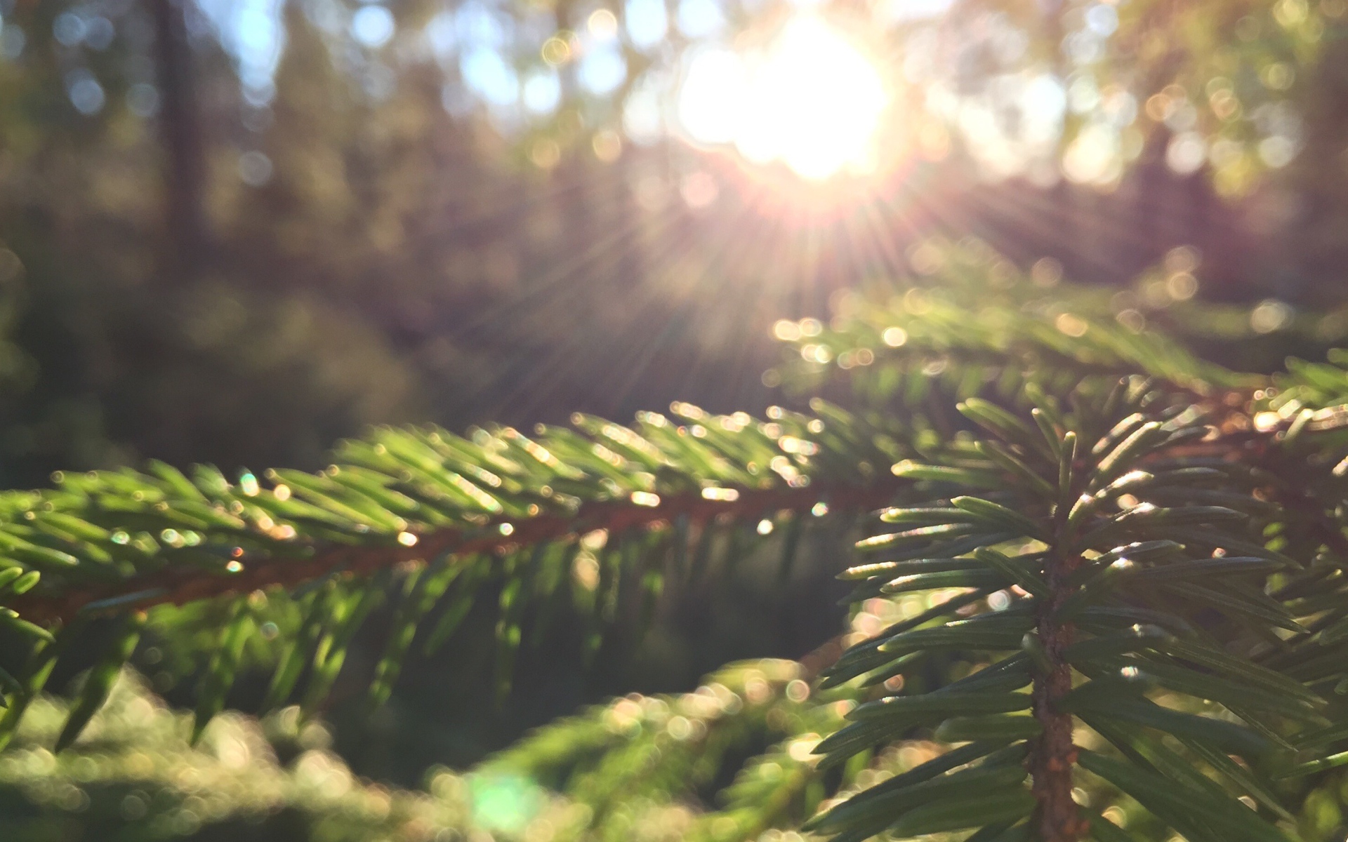 Лучи солнца на молодых еловых побегах