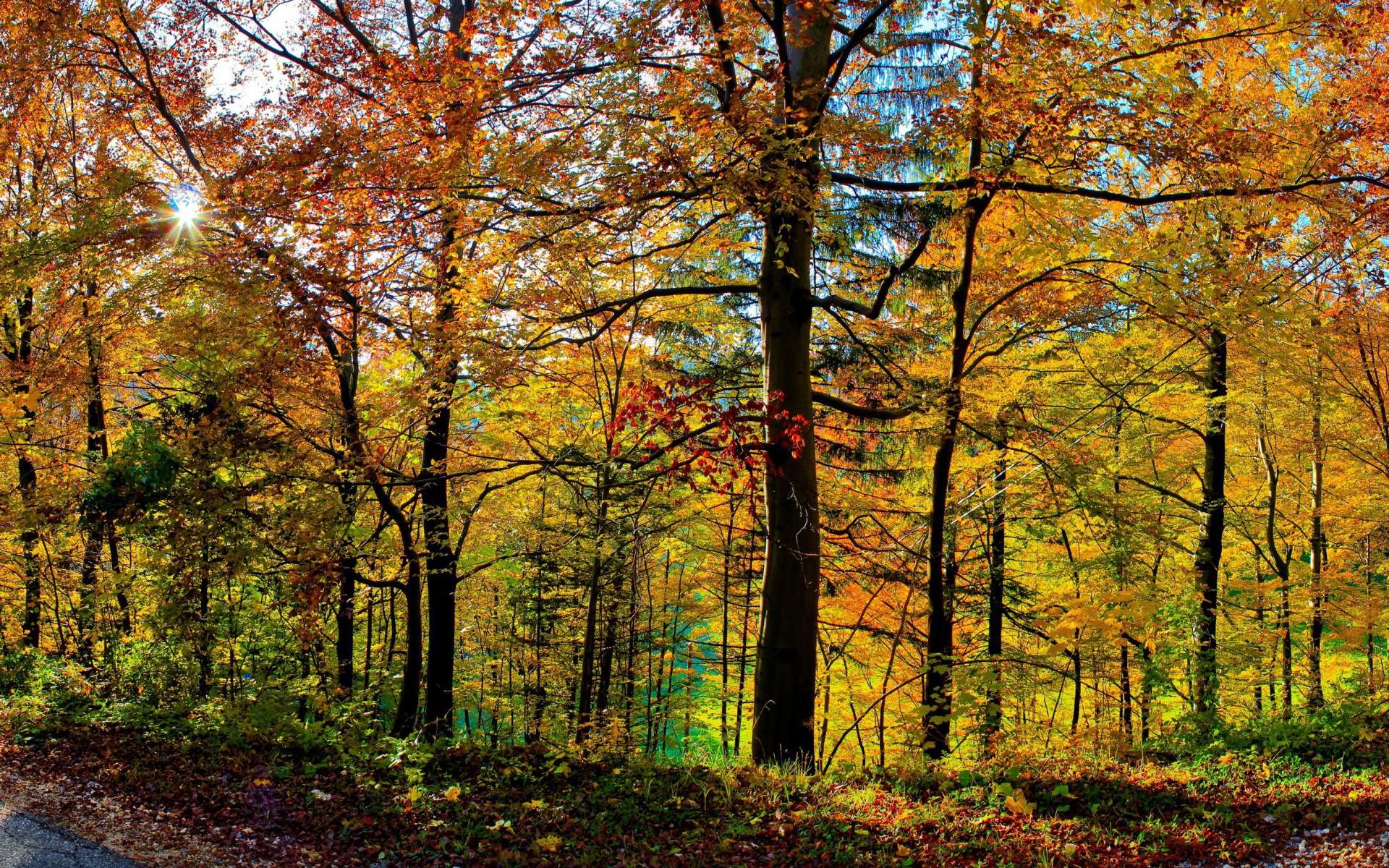 Густой осенний лес