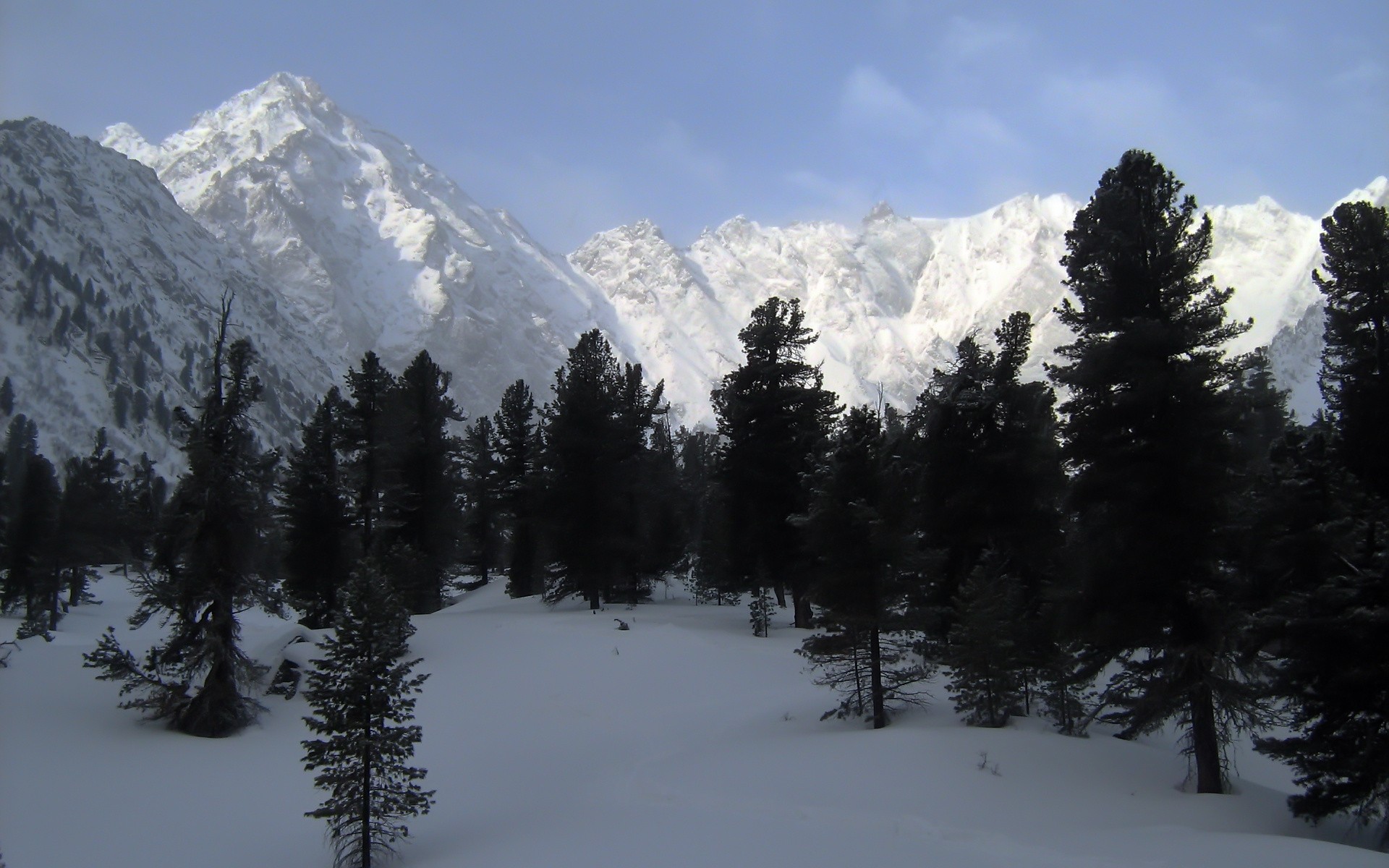 Черные деревья на фоне белых гор