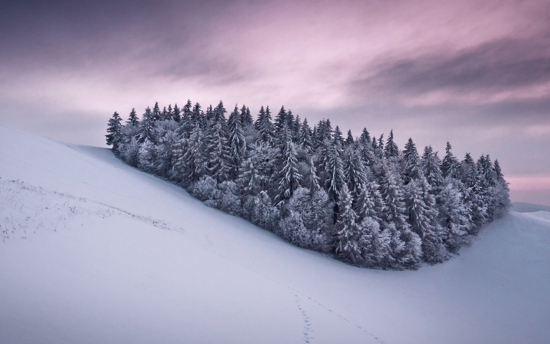 Роща из сосновых деревьев в горах