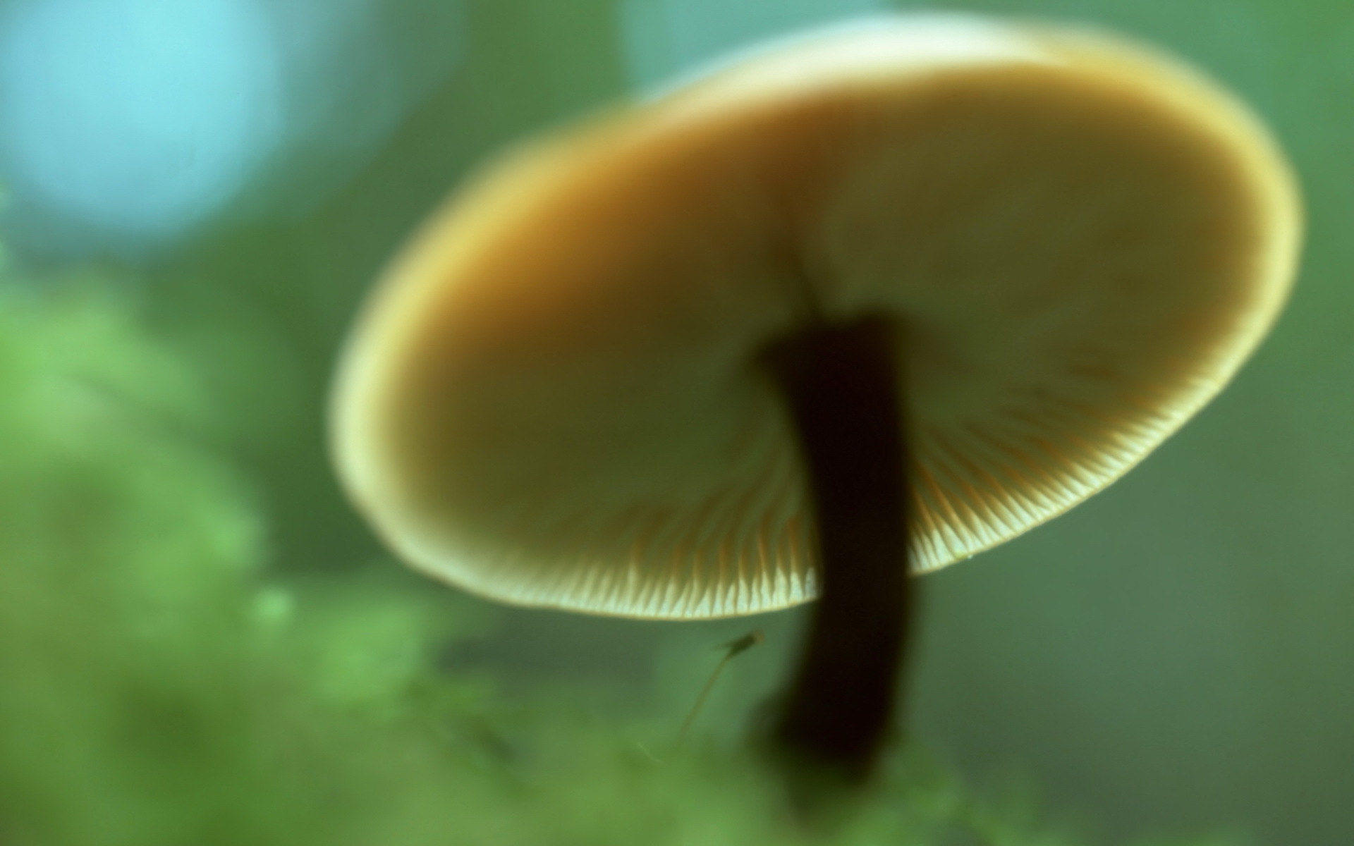 Пластинчатый гриб вид снизу