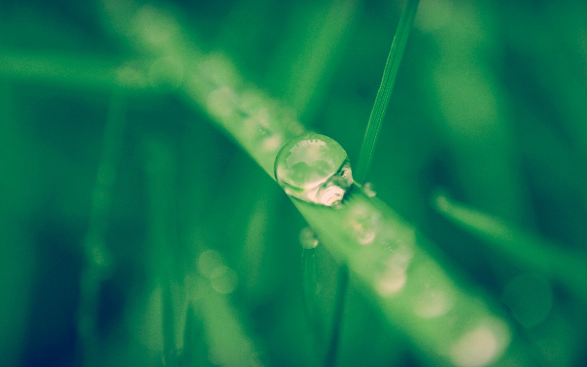 Капля воды стекает по травинке