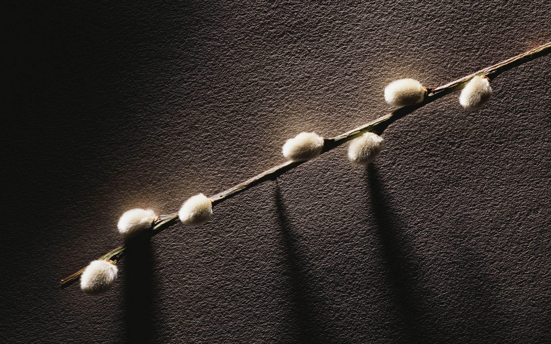 Веточка с весенними почками