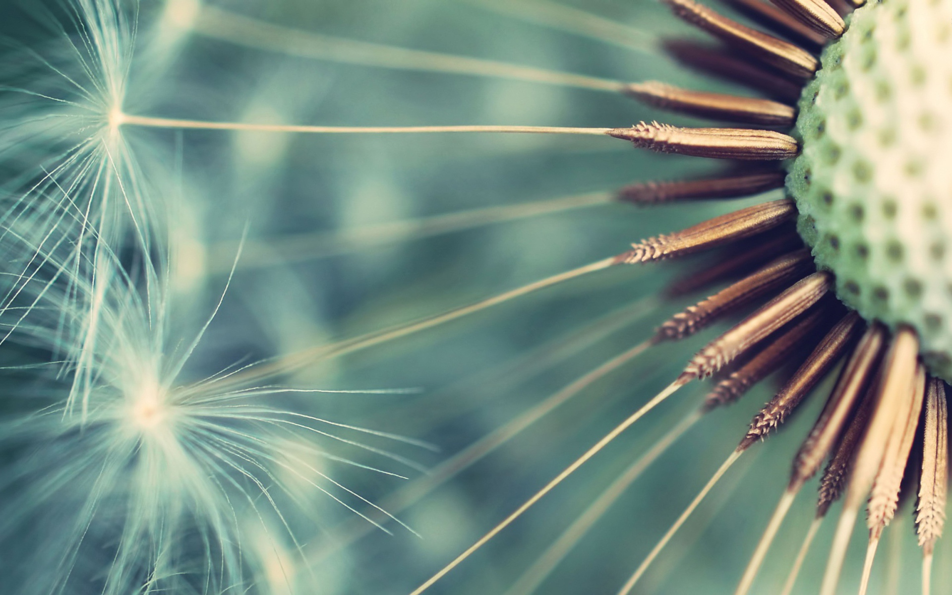 Семена одуванчика крупным планом