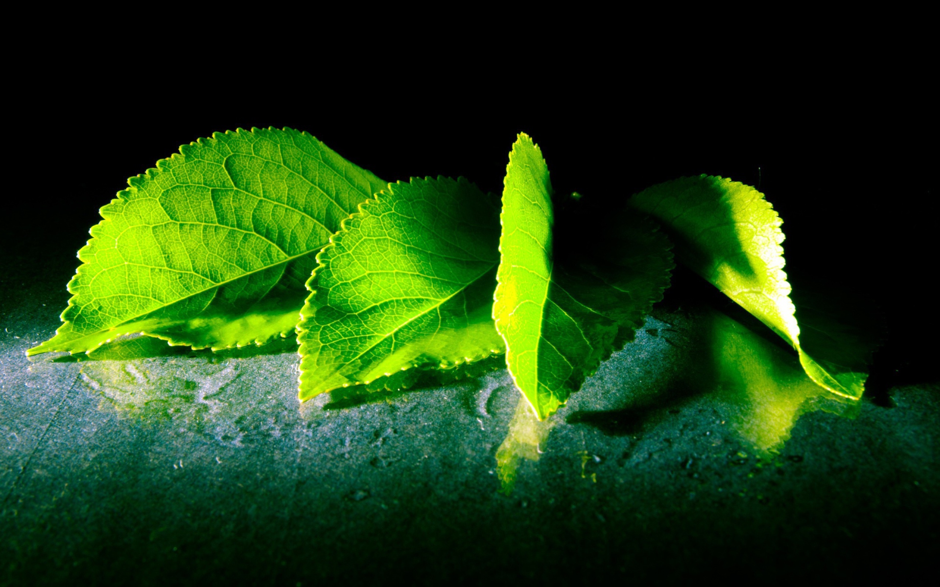 Четыре зеленых листа с дерева