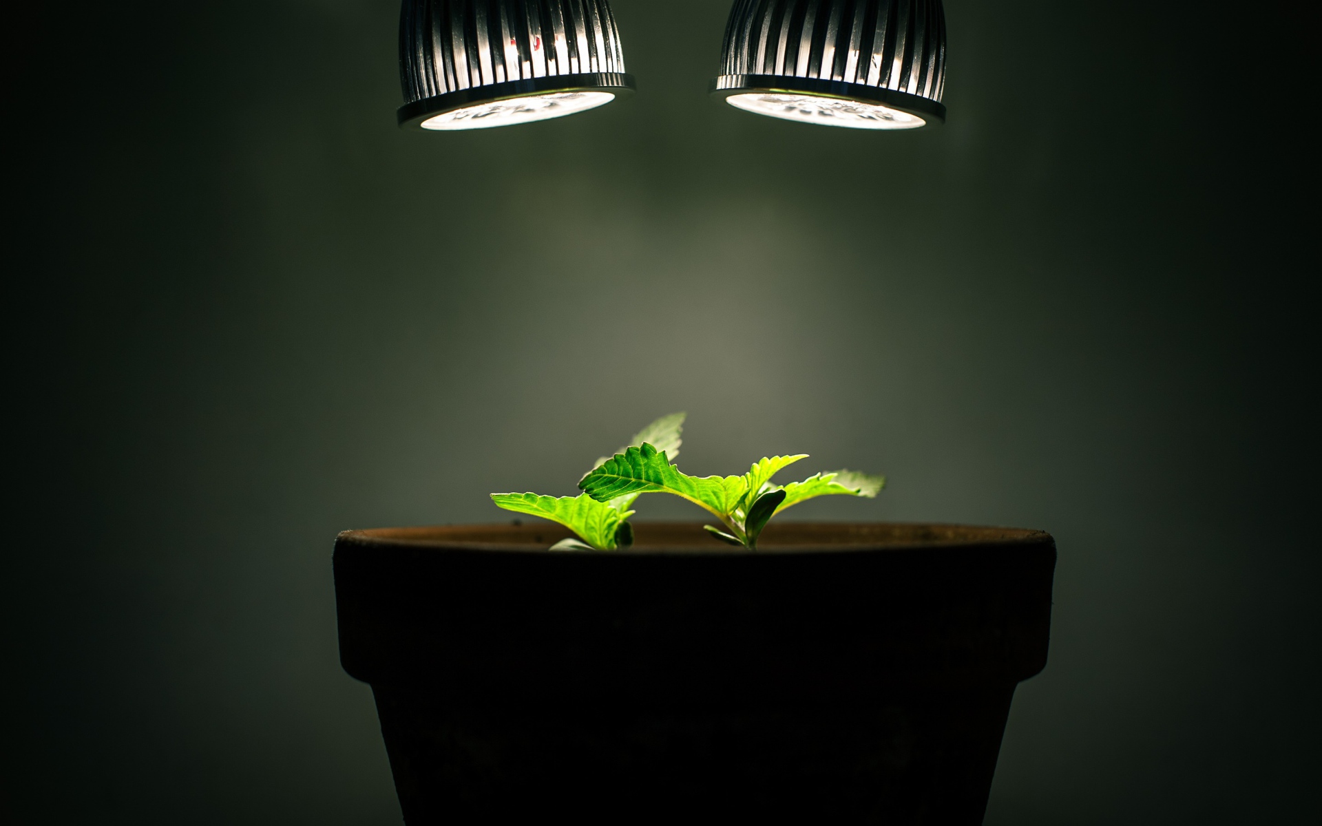 Ростки под искусственным освещением