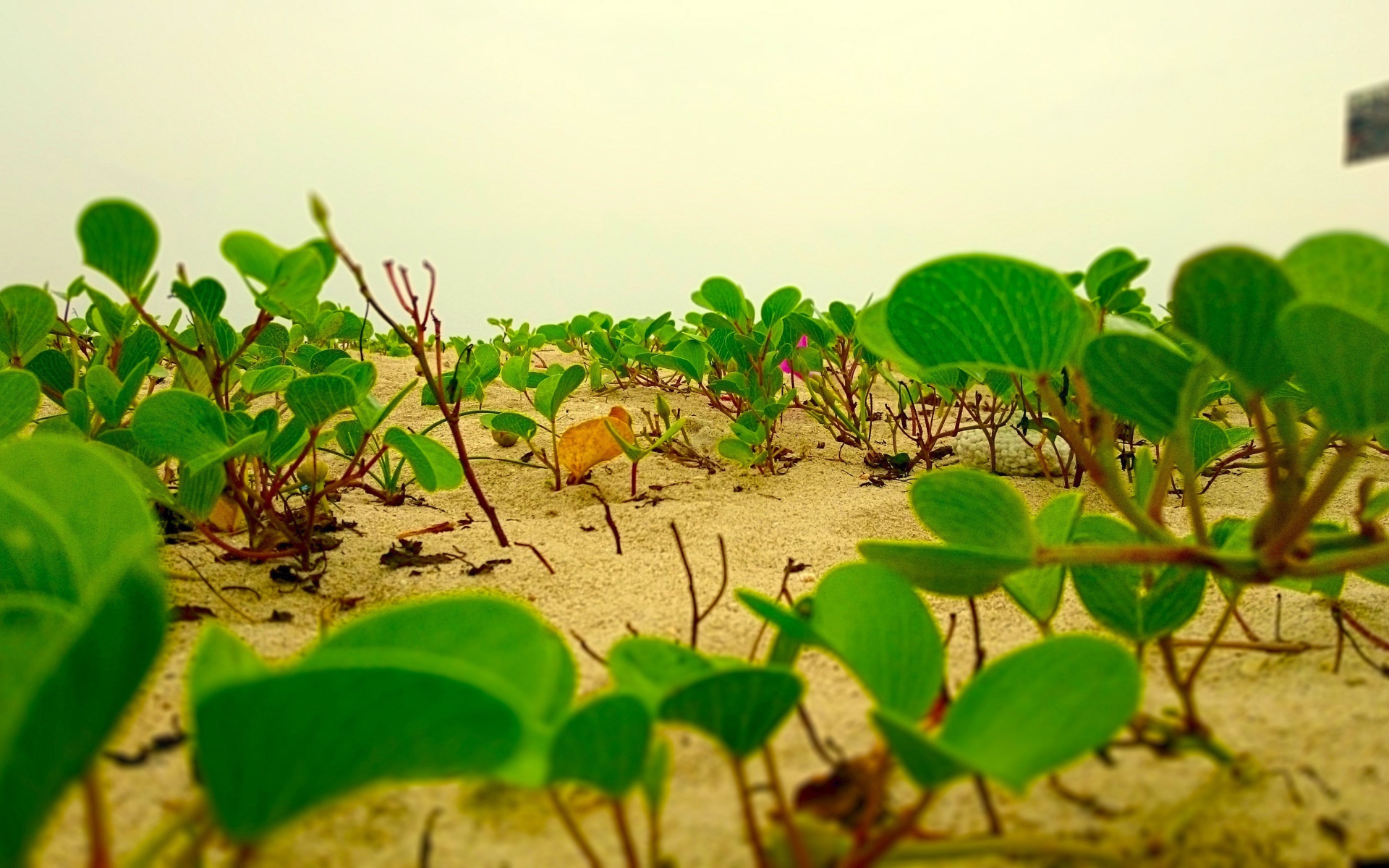 Цветы лотоса растут на песке