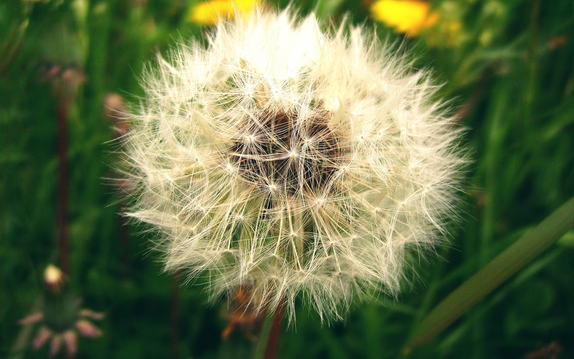 Созревший пушистый одуванчик