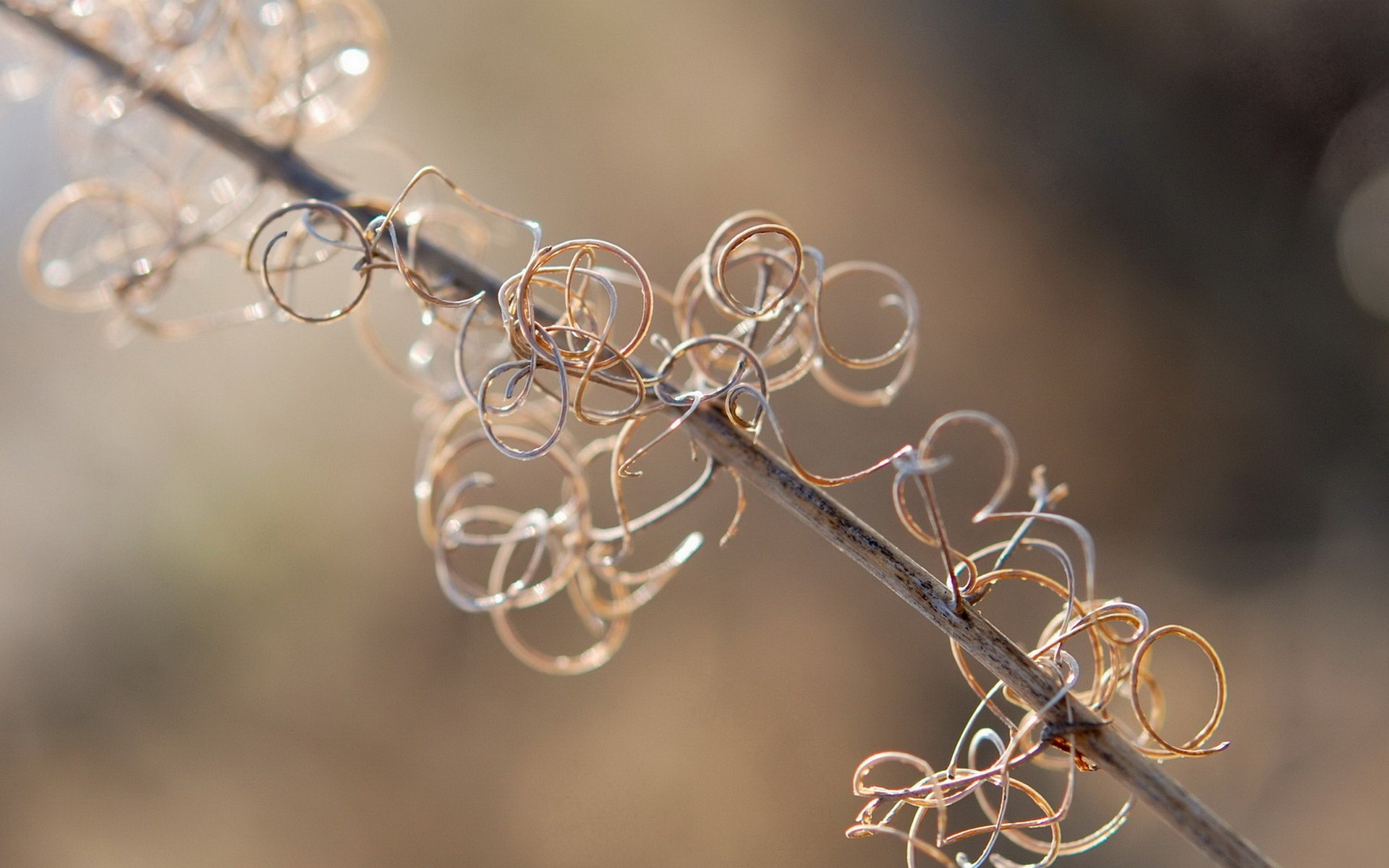 Спирали растения на ветке