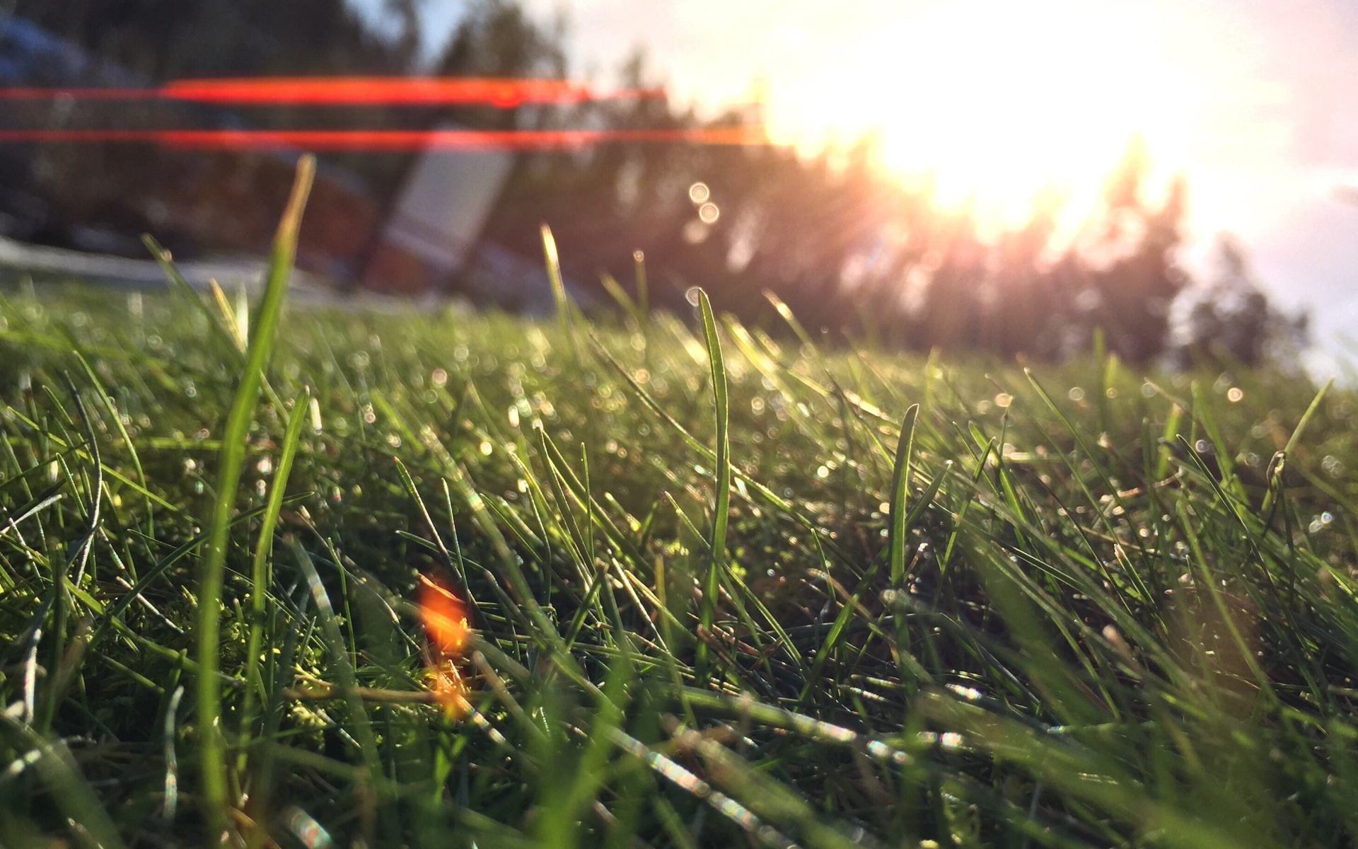 Лучи утреннего солнца на траве