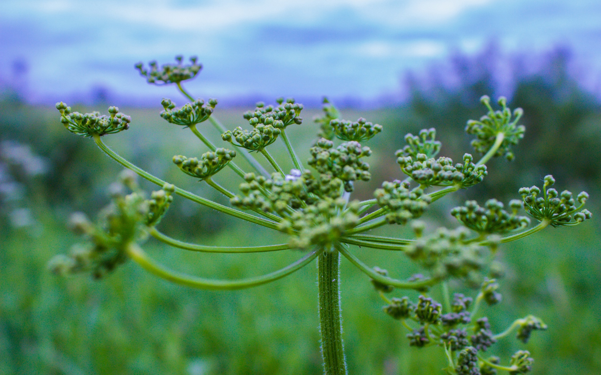 Зонтик зеленого сорняка