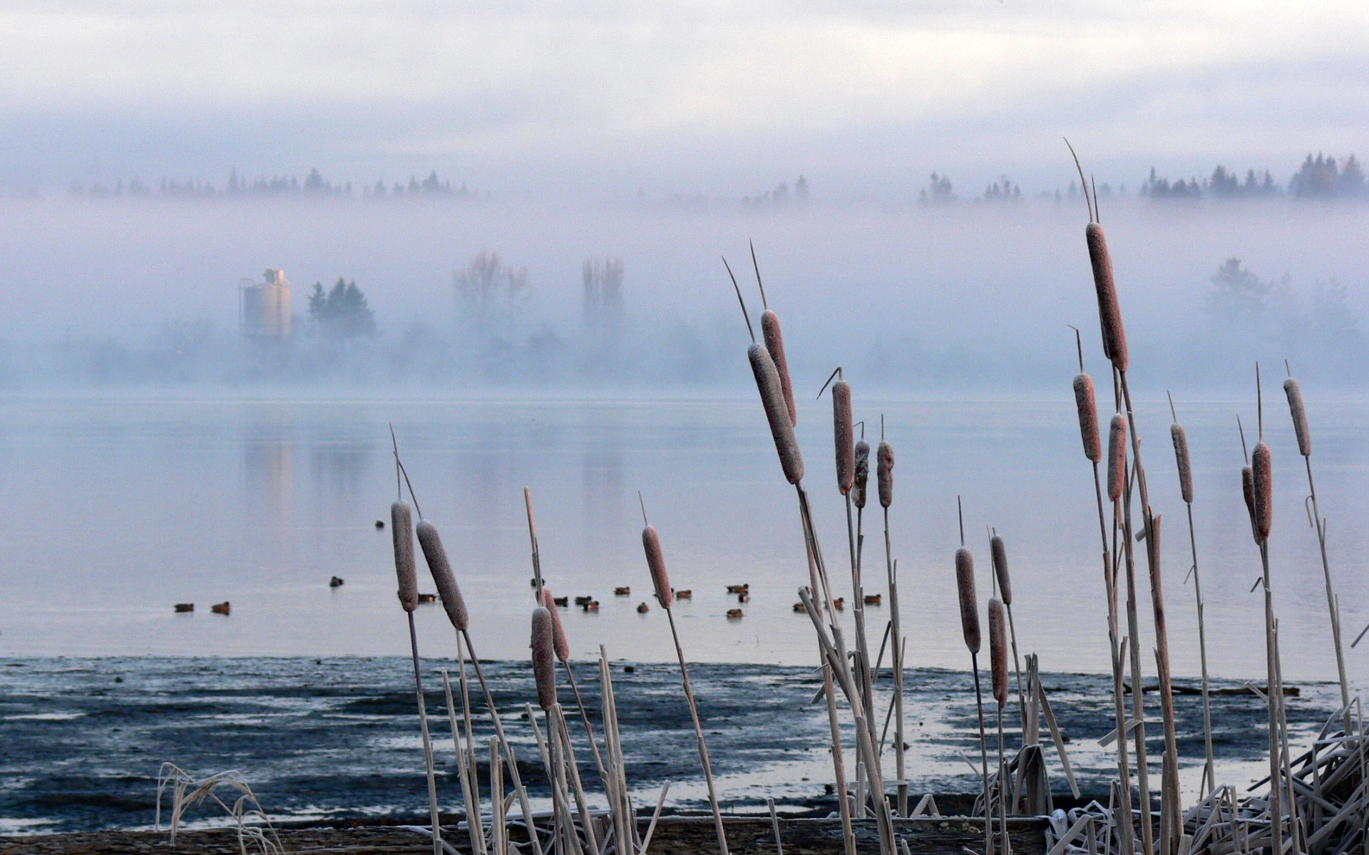 Камыш и туман на озере