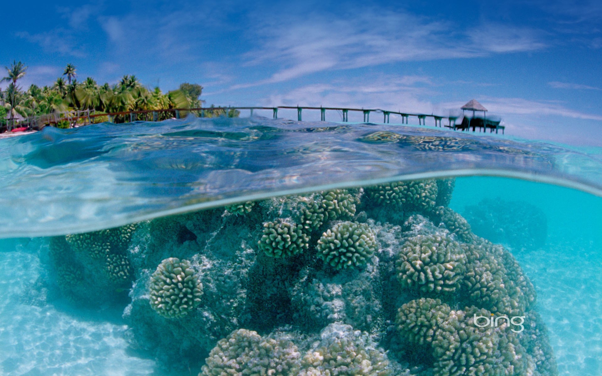 Подводный мир у тропического острова