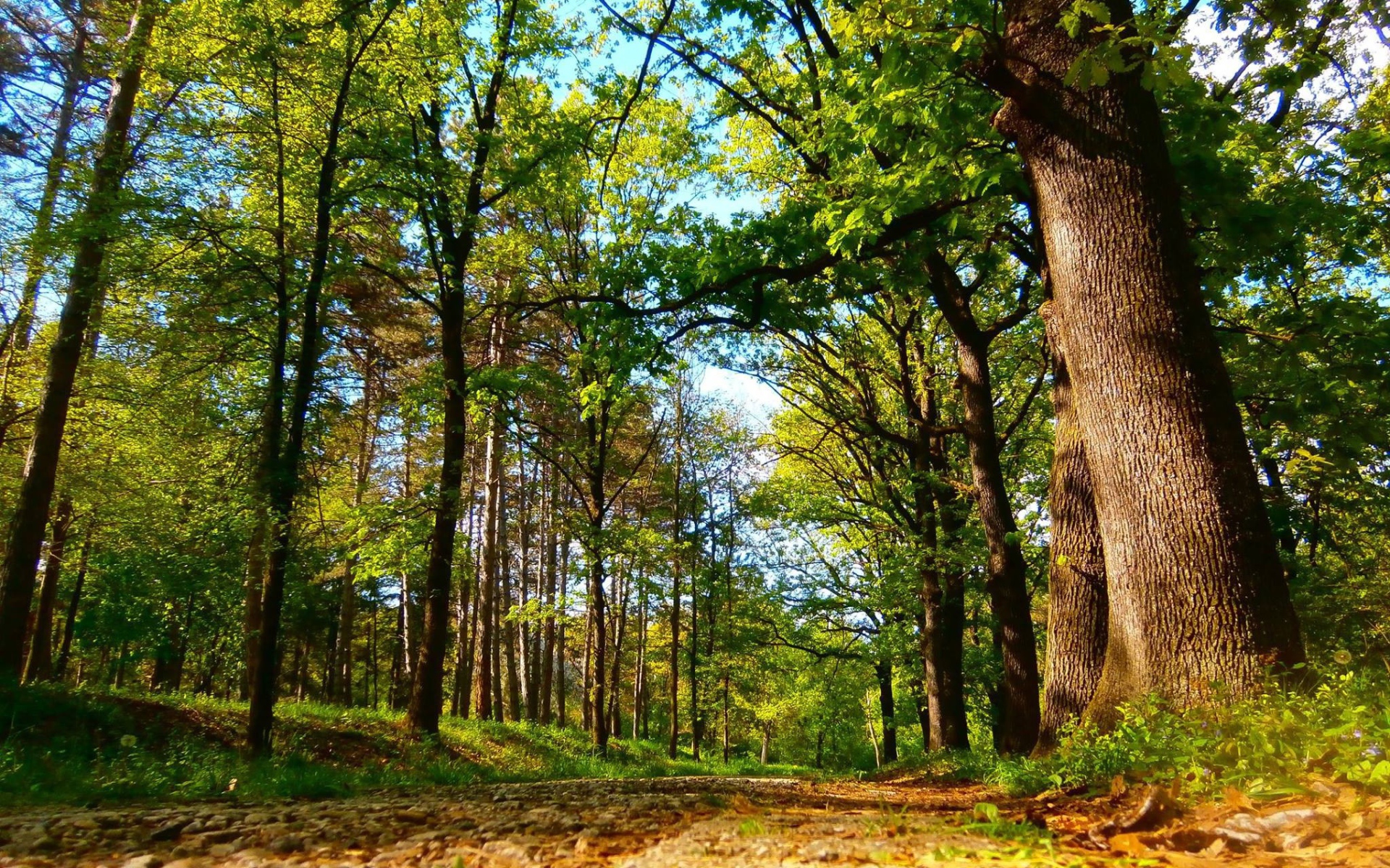 Дорога в старом лесу, Сербия