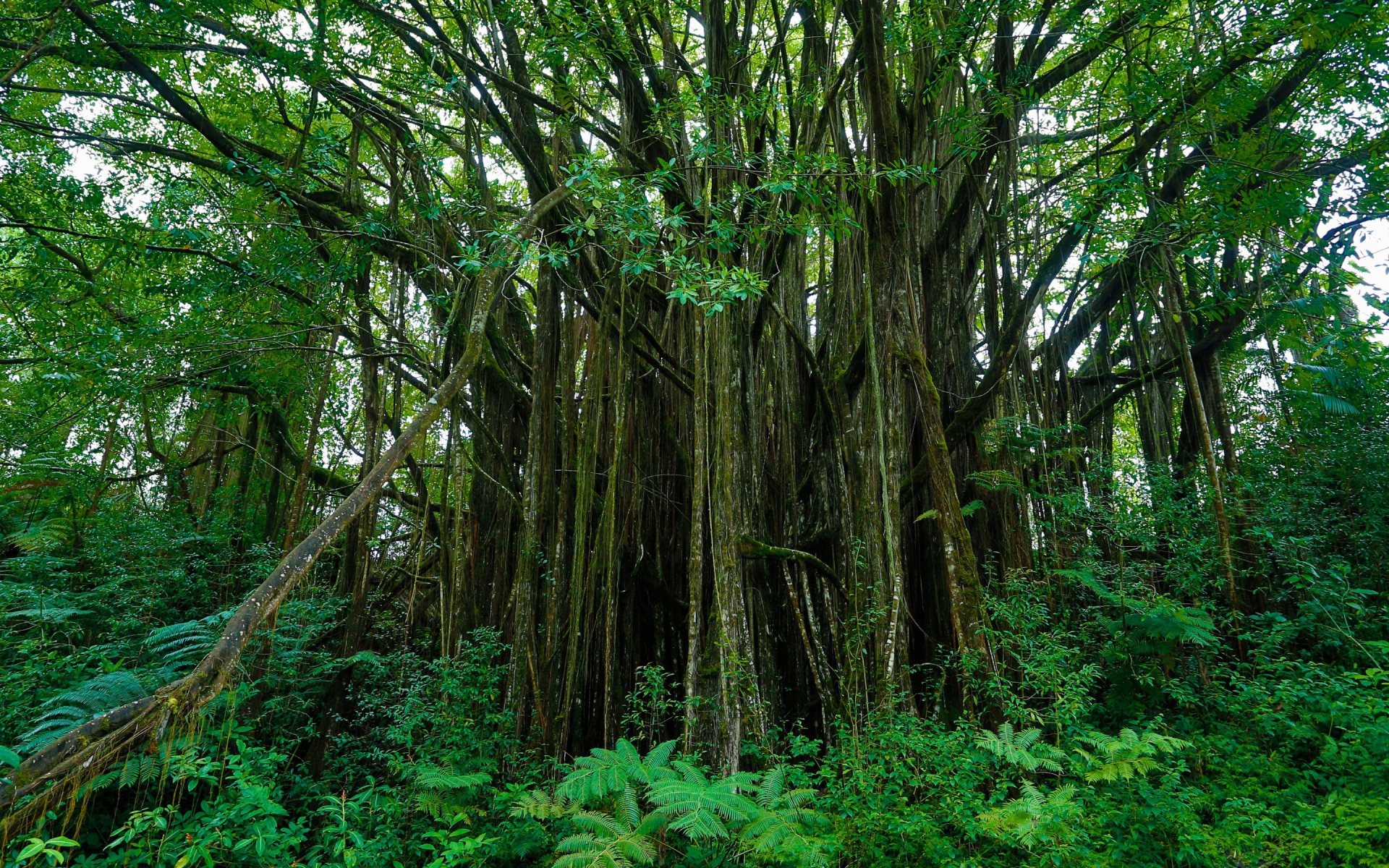 Густые заросли на Гавайях