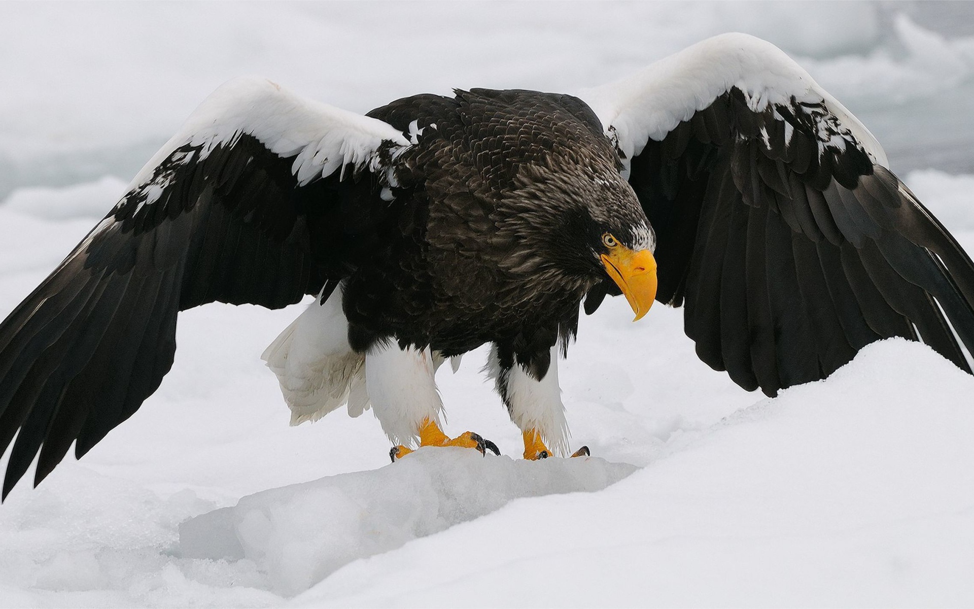Большая птица орлан-белохвост вышел на зимнюю охоту