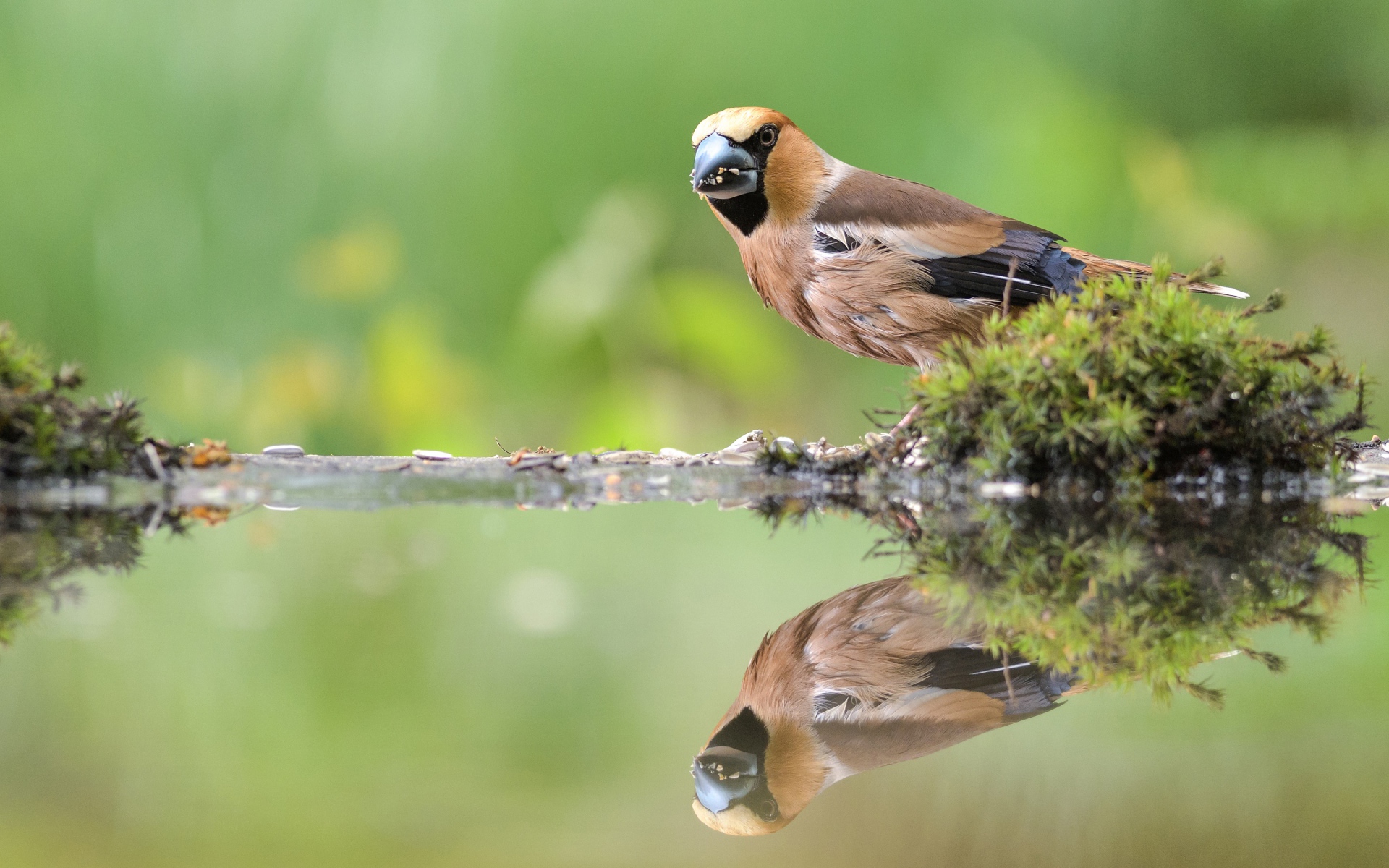 Маленькая птичка отражается в воде