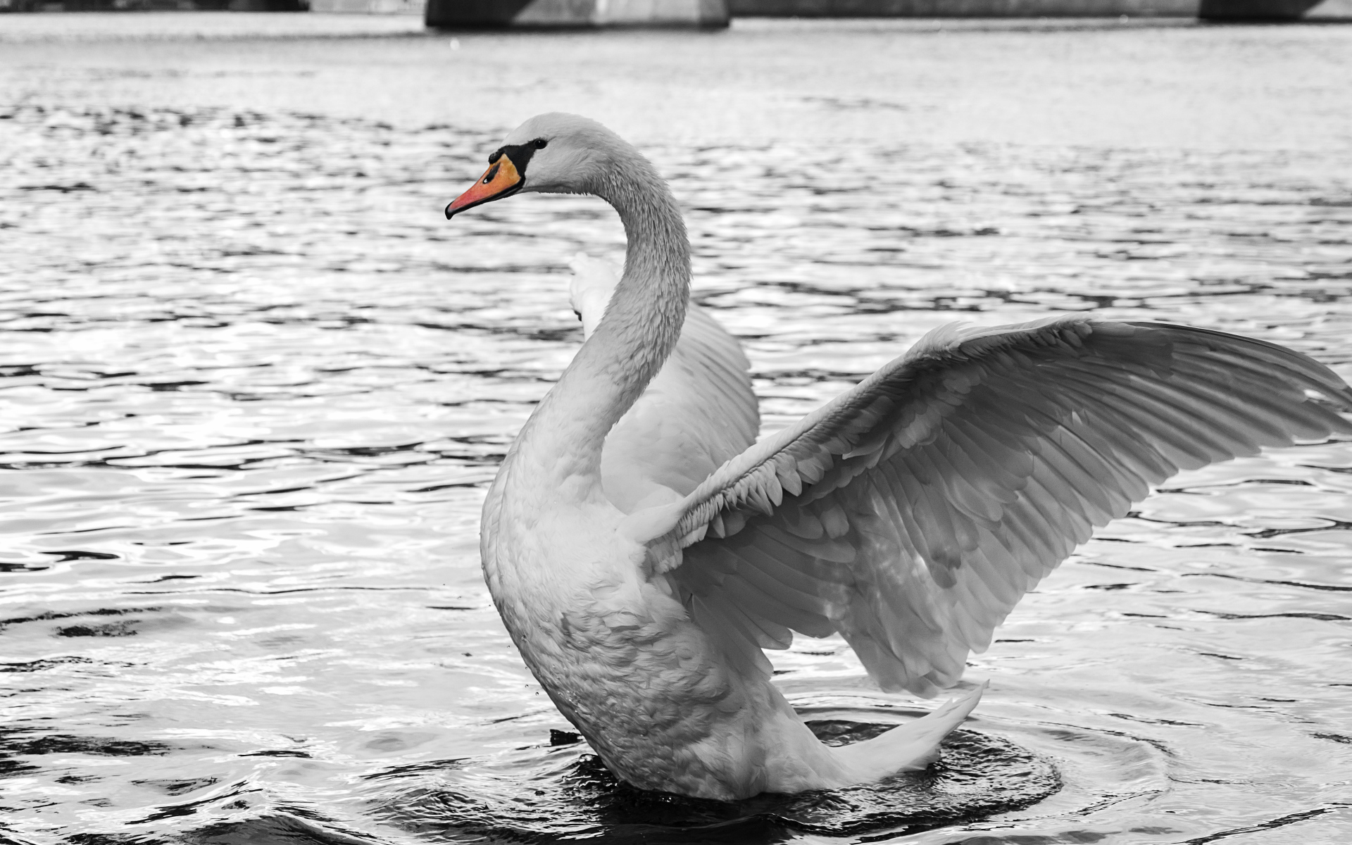 Белый красивый лебедь готовится взлететь с воды