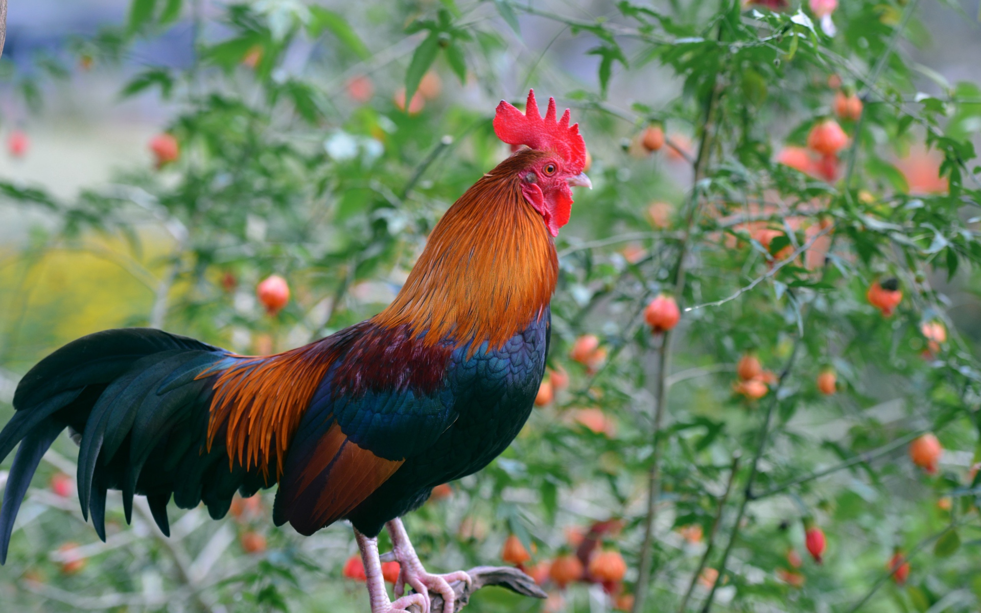 Красивый домашний петух на жердочке 