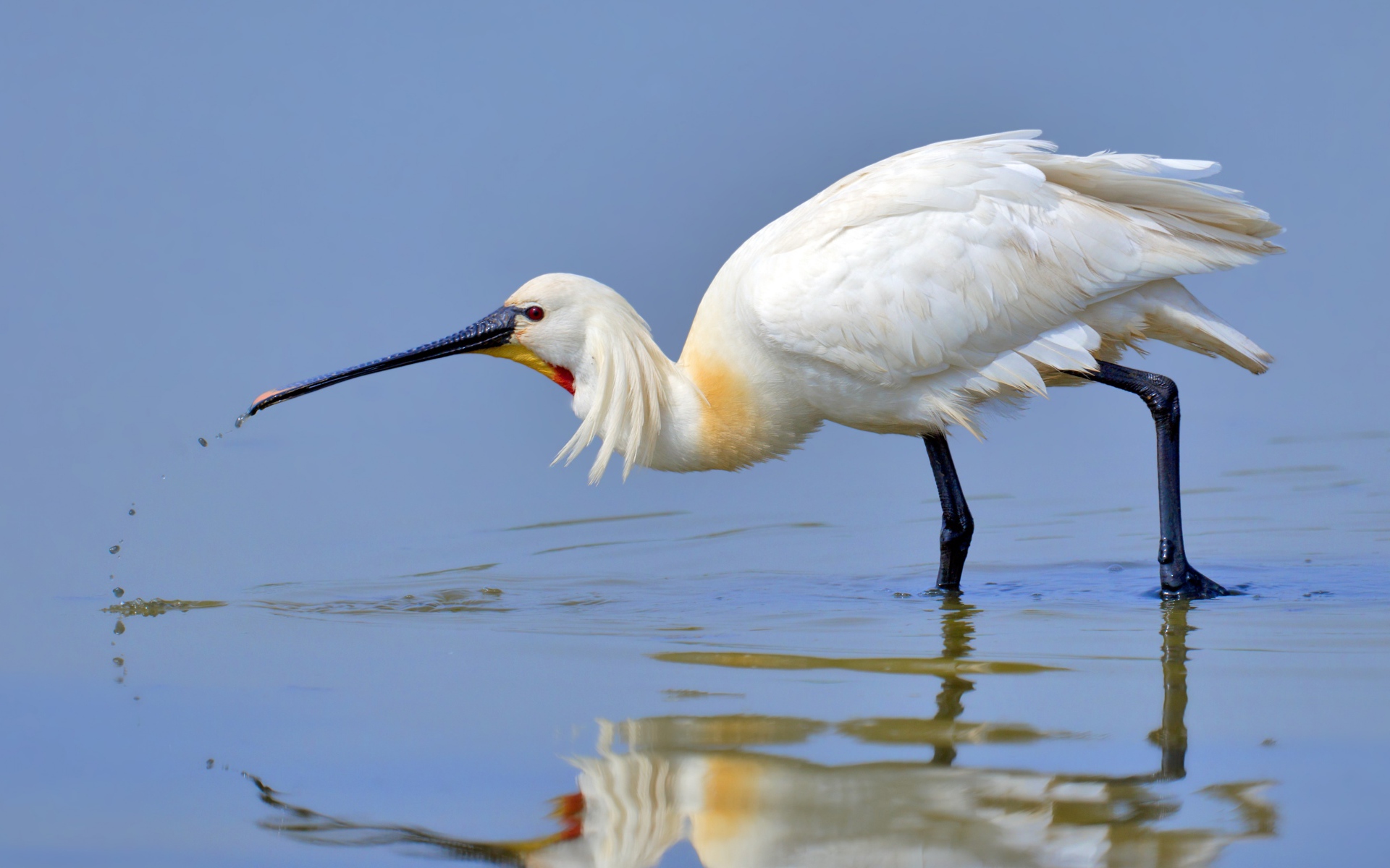 Красивая белая цапля стоит в воде