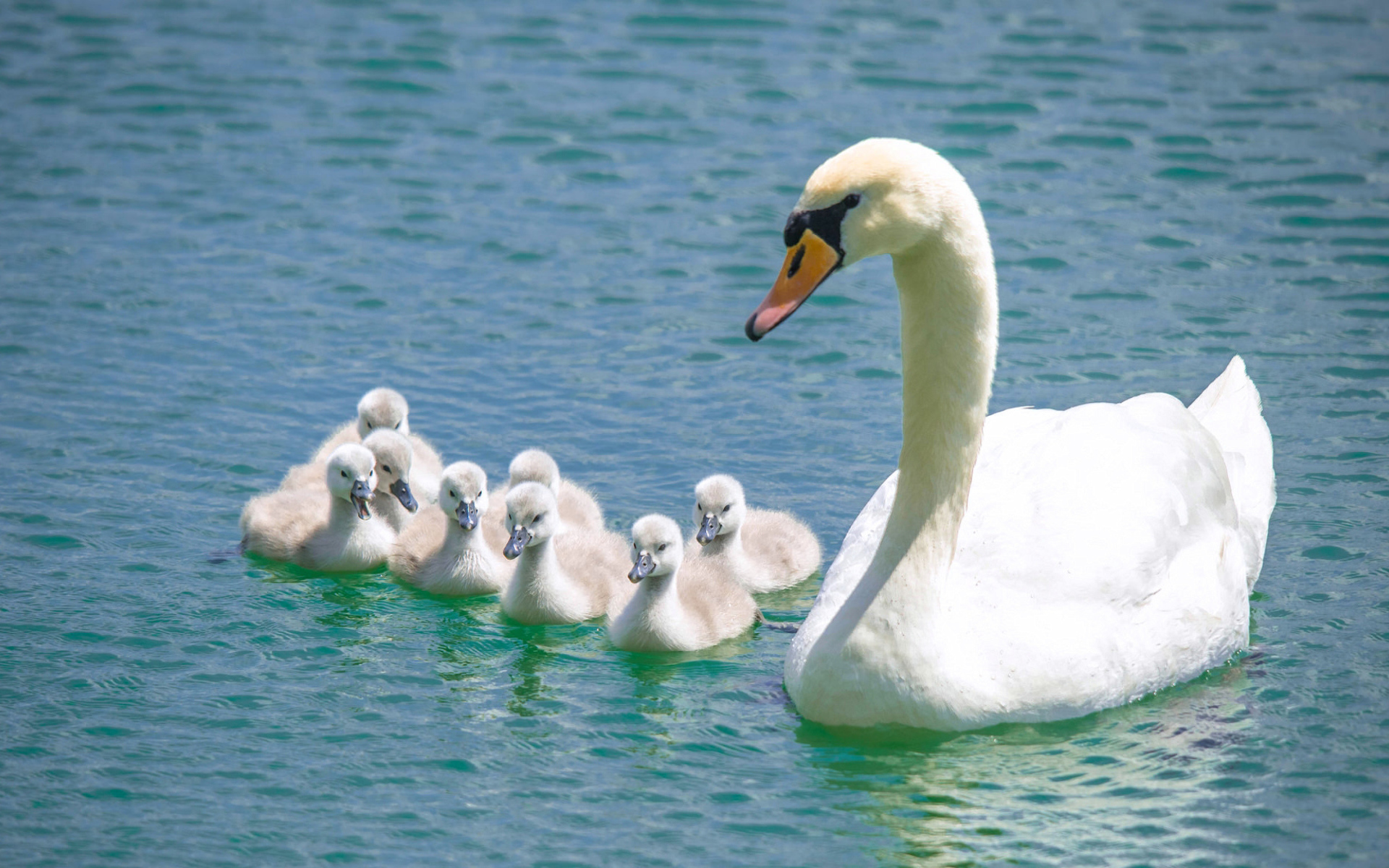 Красивый белый лебедь - шипун с птенцами в воде 