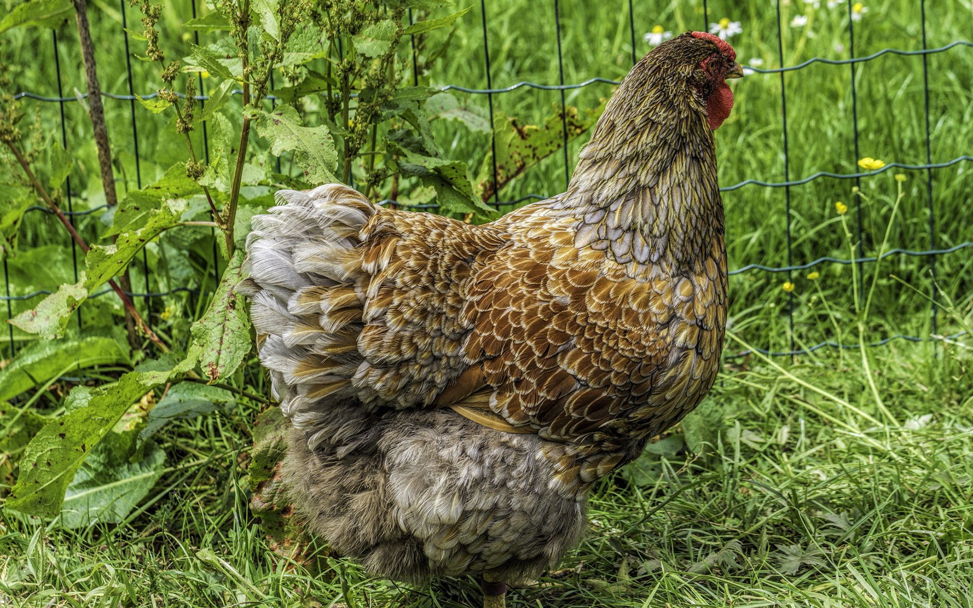 Большая домашняя курица на зеленой траве  