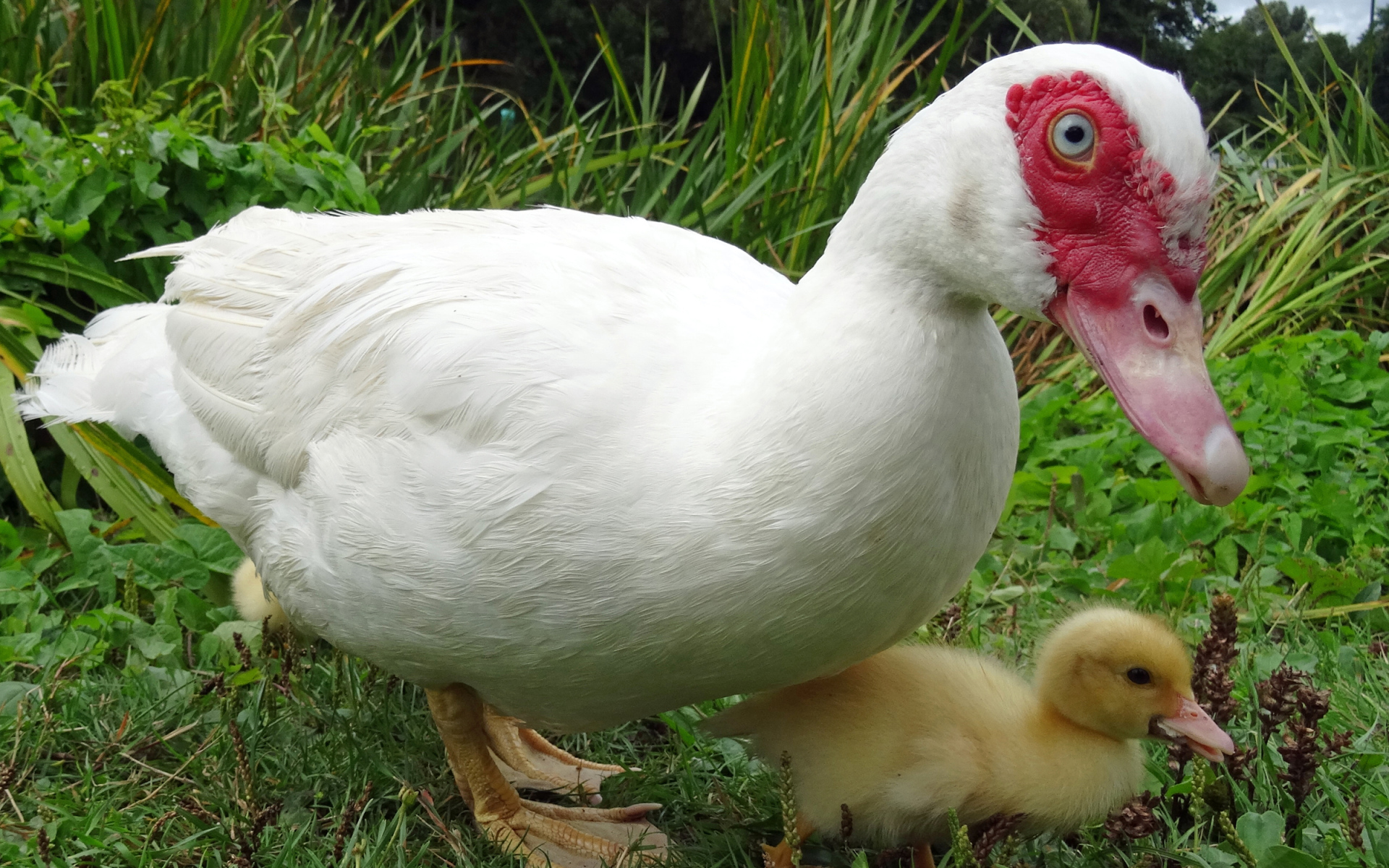 Большая белая утка с маленьким утенком