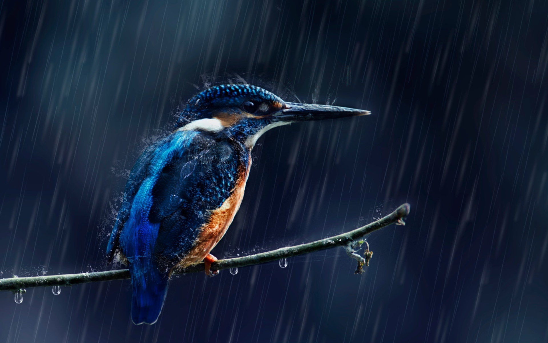 Маленькая птица зимородок на ветке под дождем