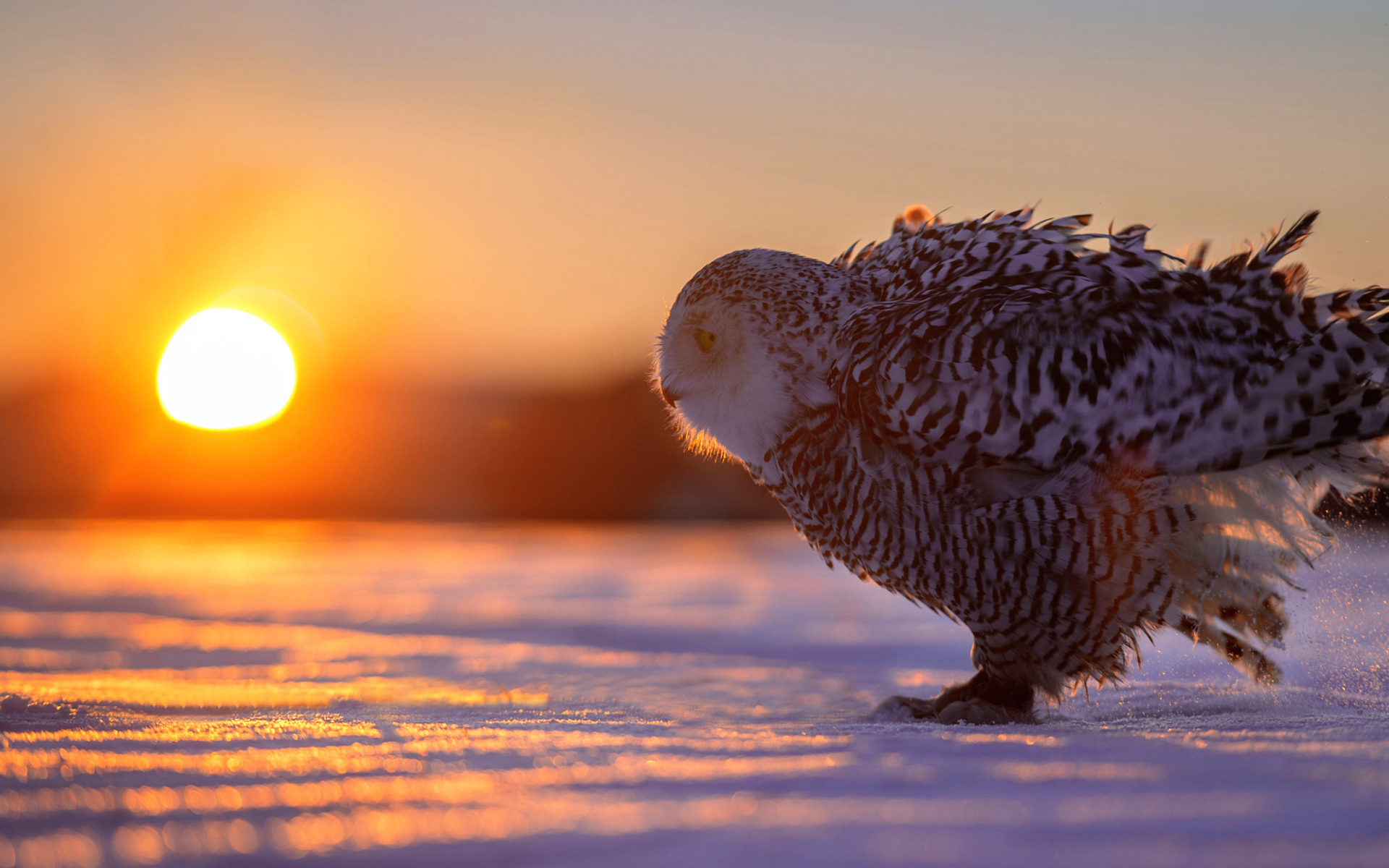 Сова на снегу в лучах солнца на закате 