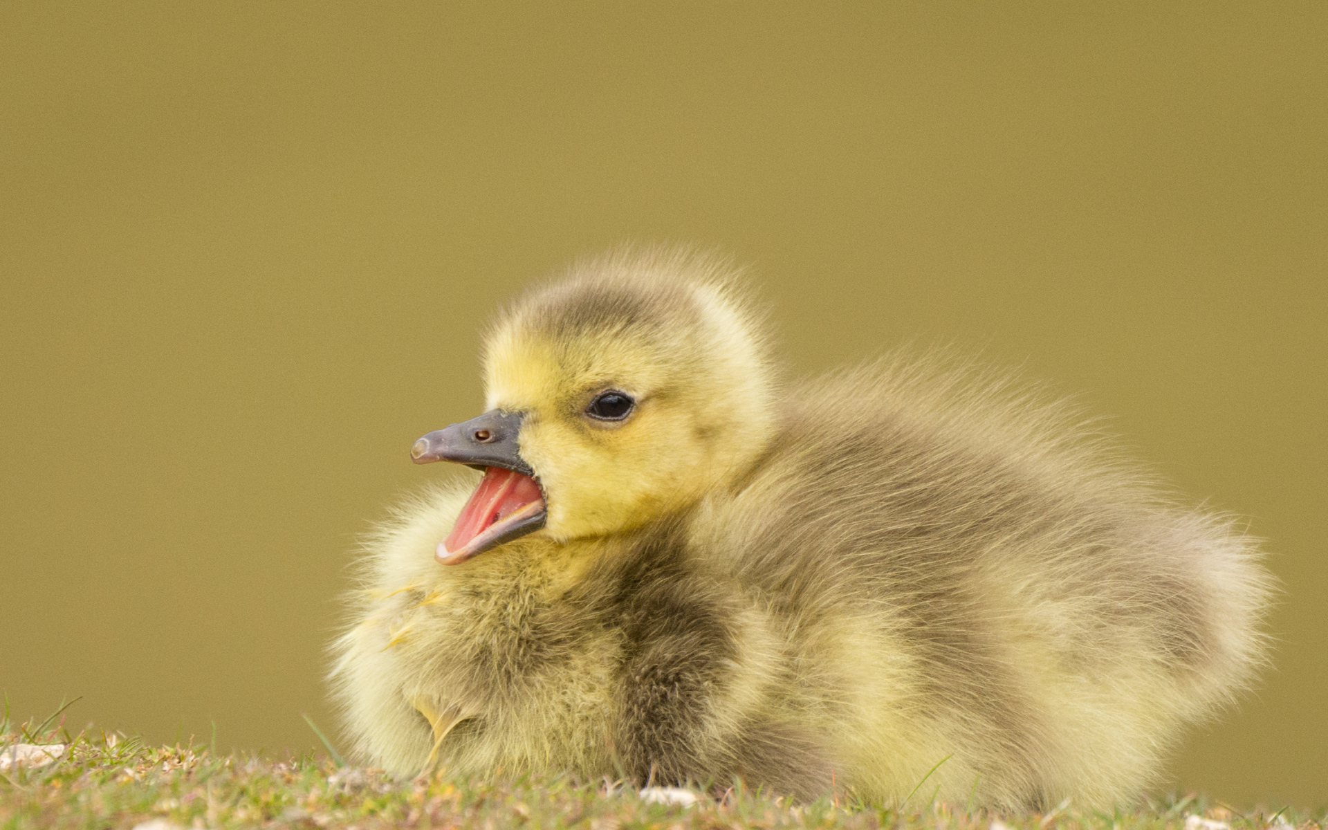 Маленький утенок с открытым клювом