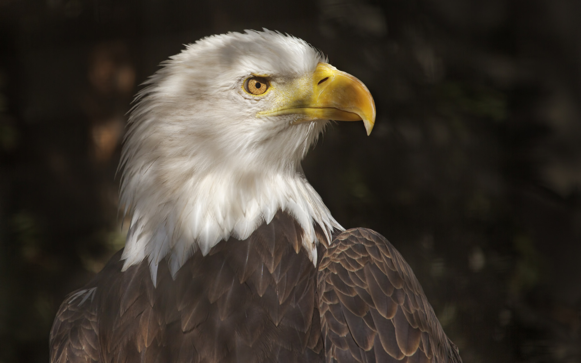 Хищный белоголовый орлан 