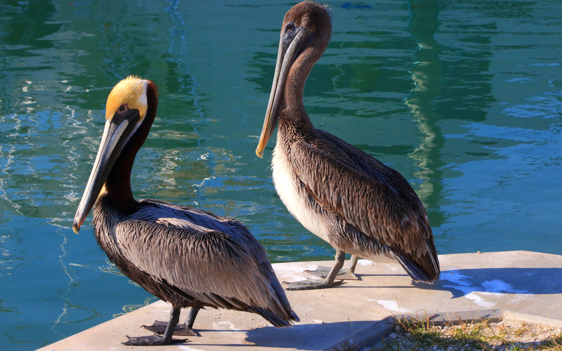 Два больших серых пеликана стоят у воды