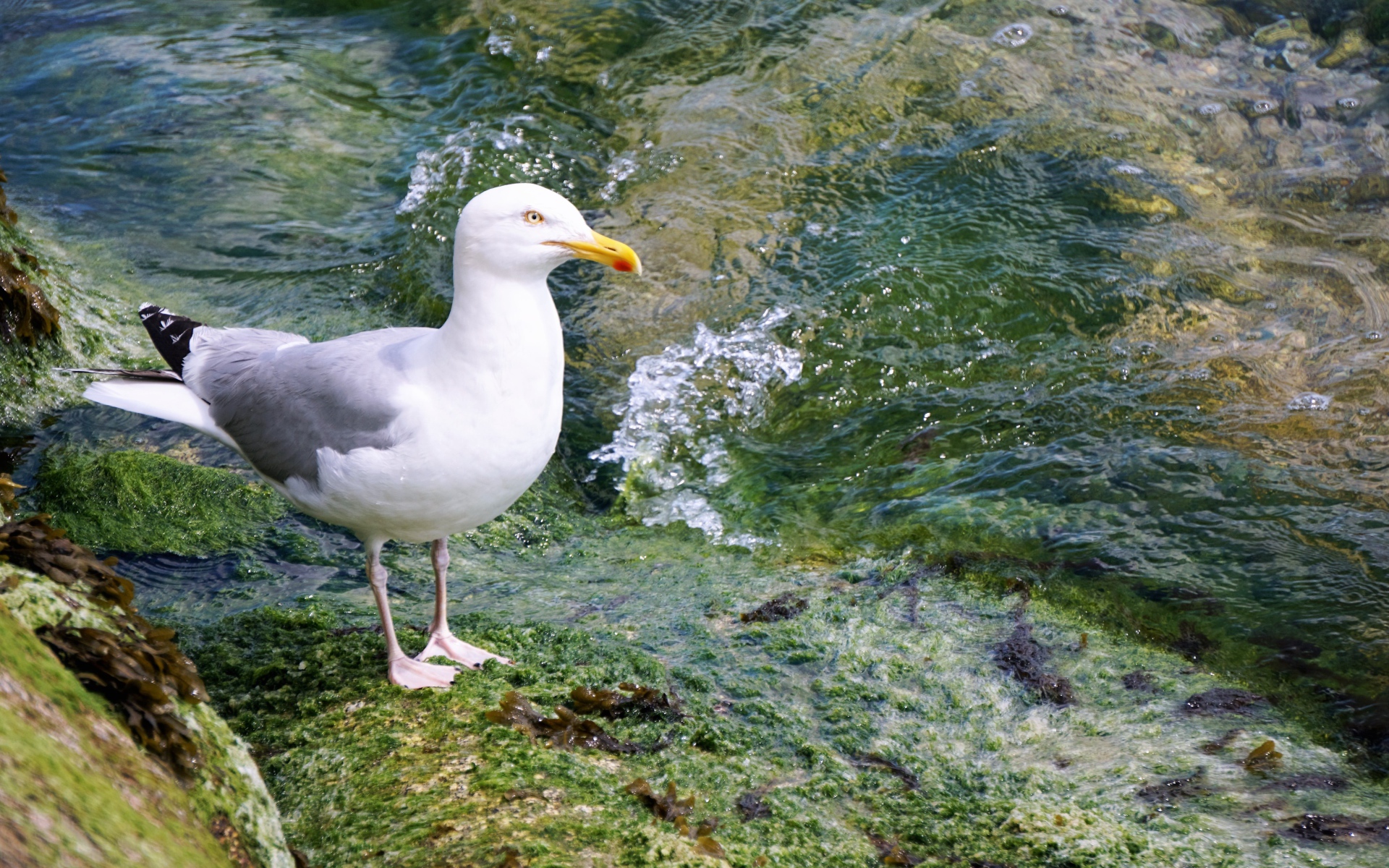 Белая чайка стоит на камне у воды 