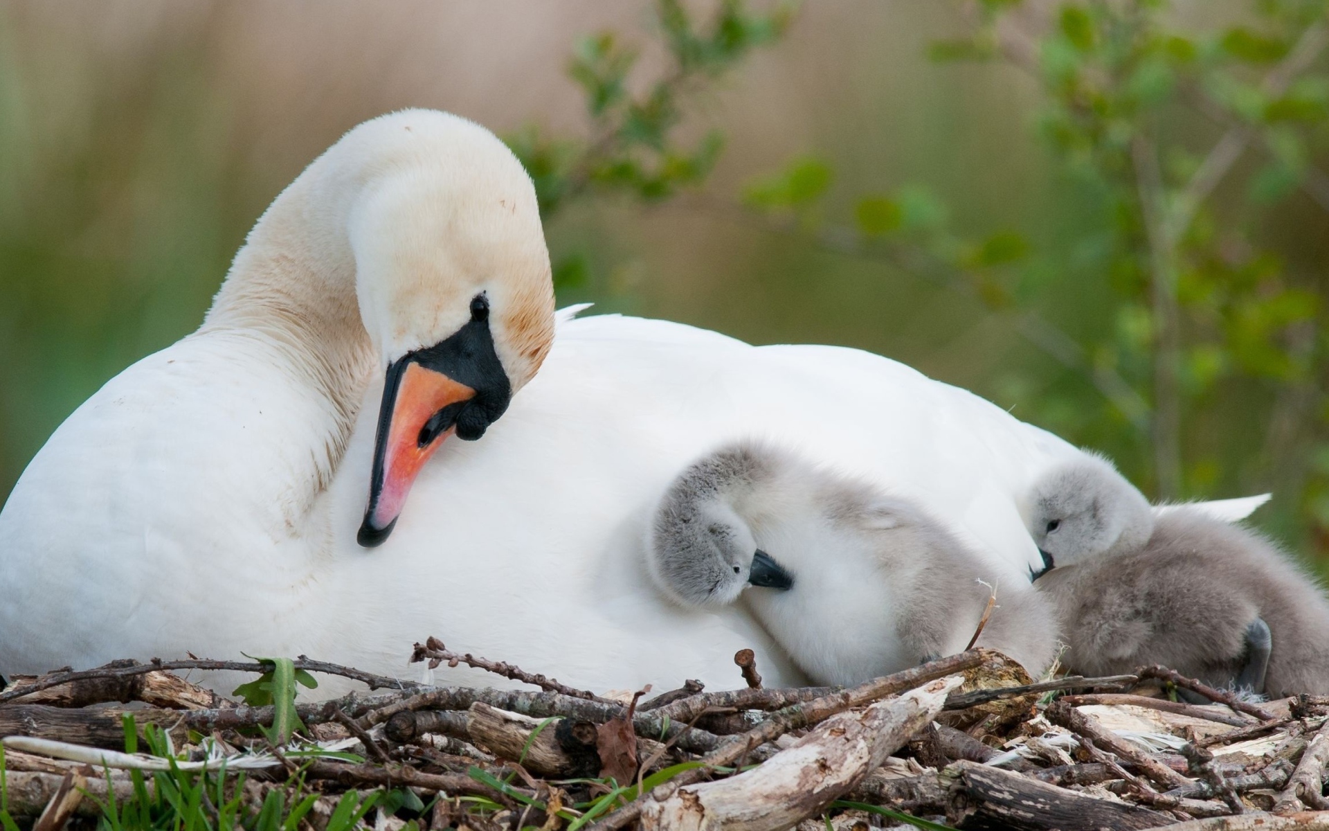 Белый лебедь в гнезде с маленькими птенцами 