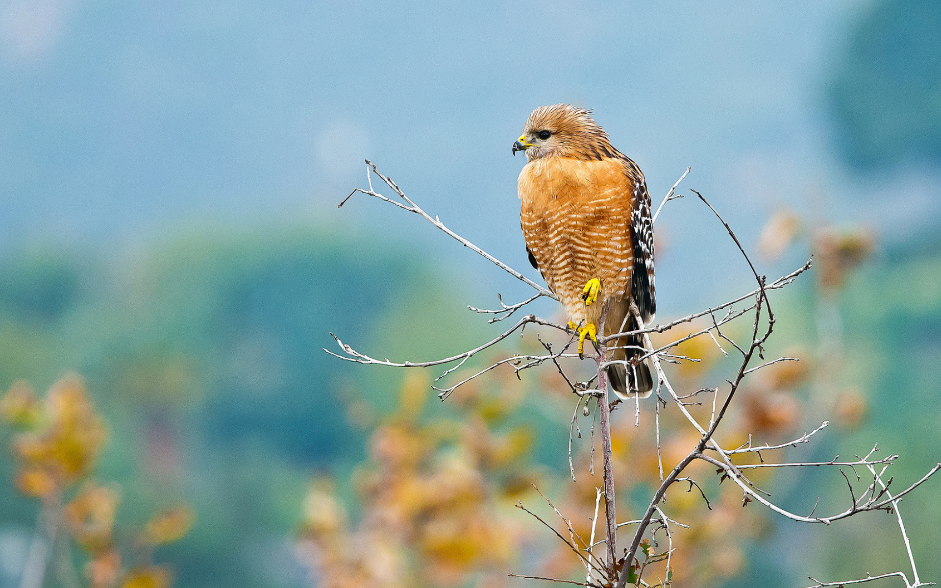 Желтый хищный ястреб сидит на ветке 