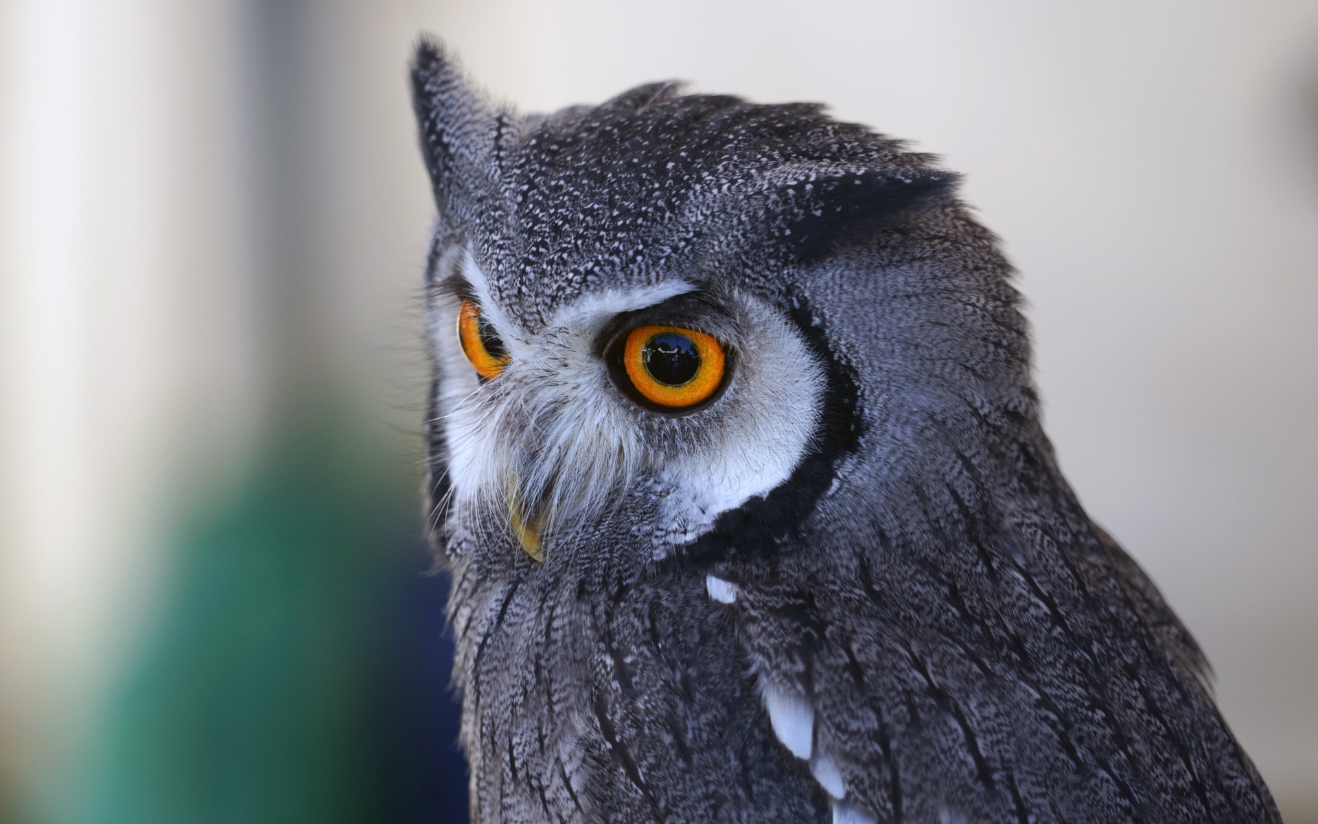 Большая серая сова с большими желтыми глазами 