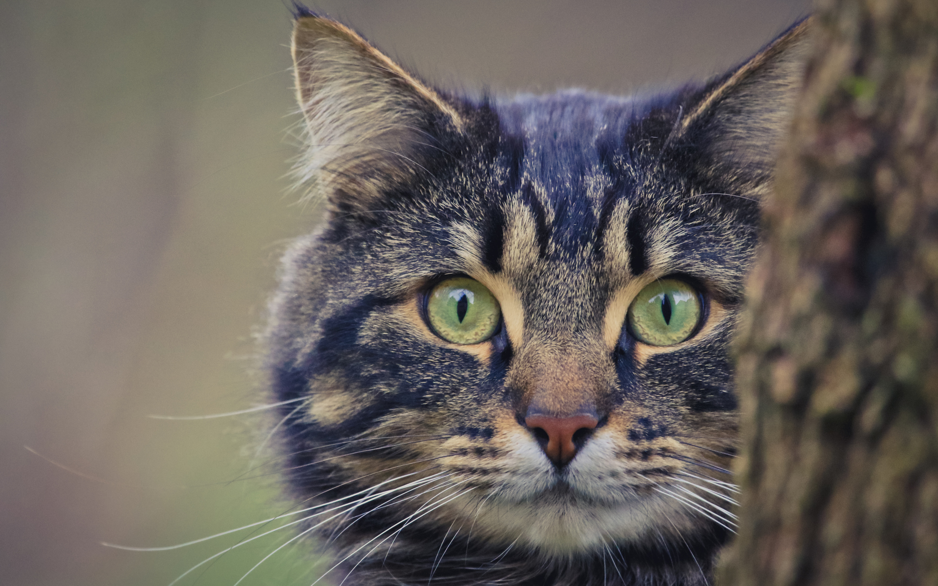 Большой серый кот выглядывает из - за дерева 