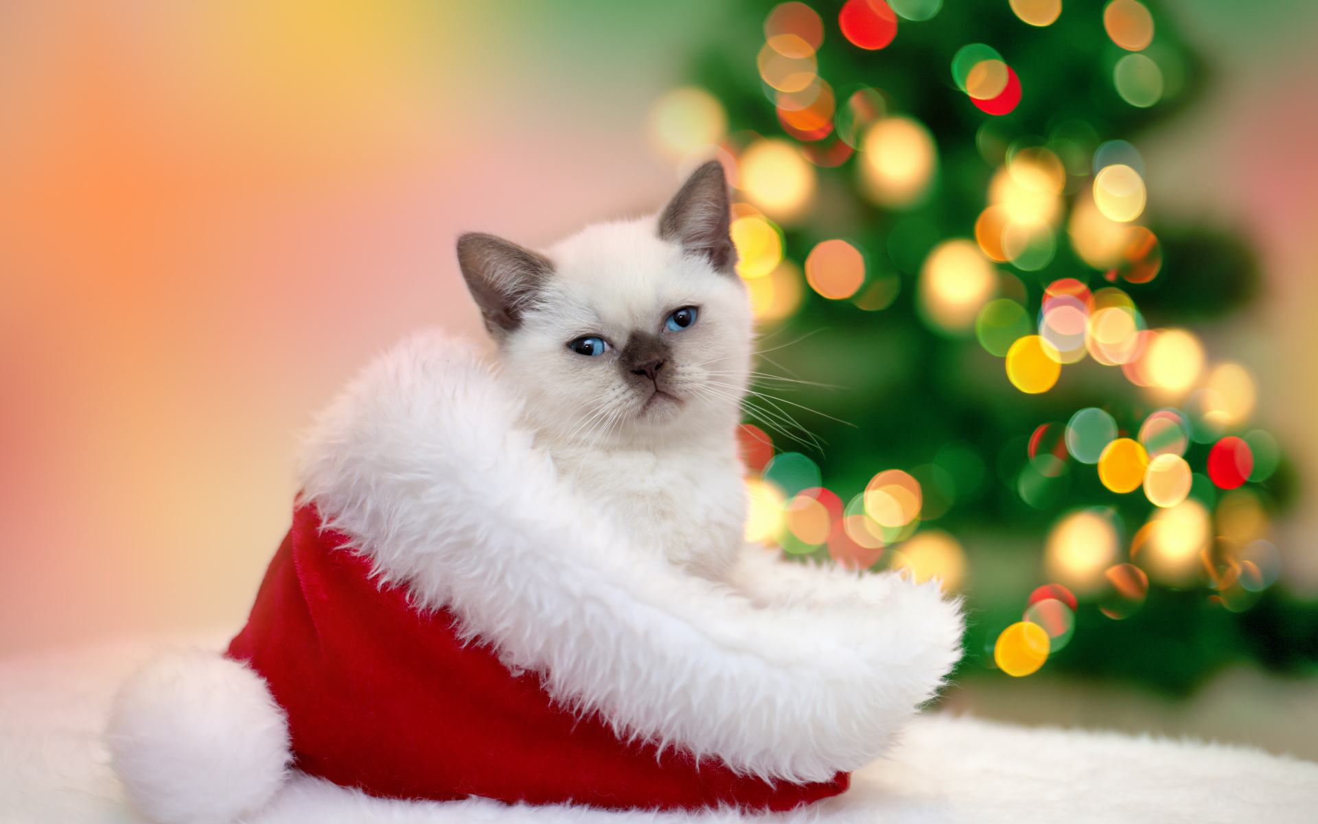 Маленький котенок сидит в шапке Санта Клауса на новый год