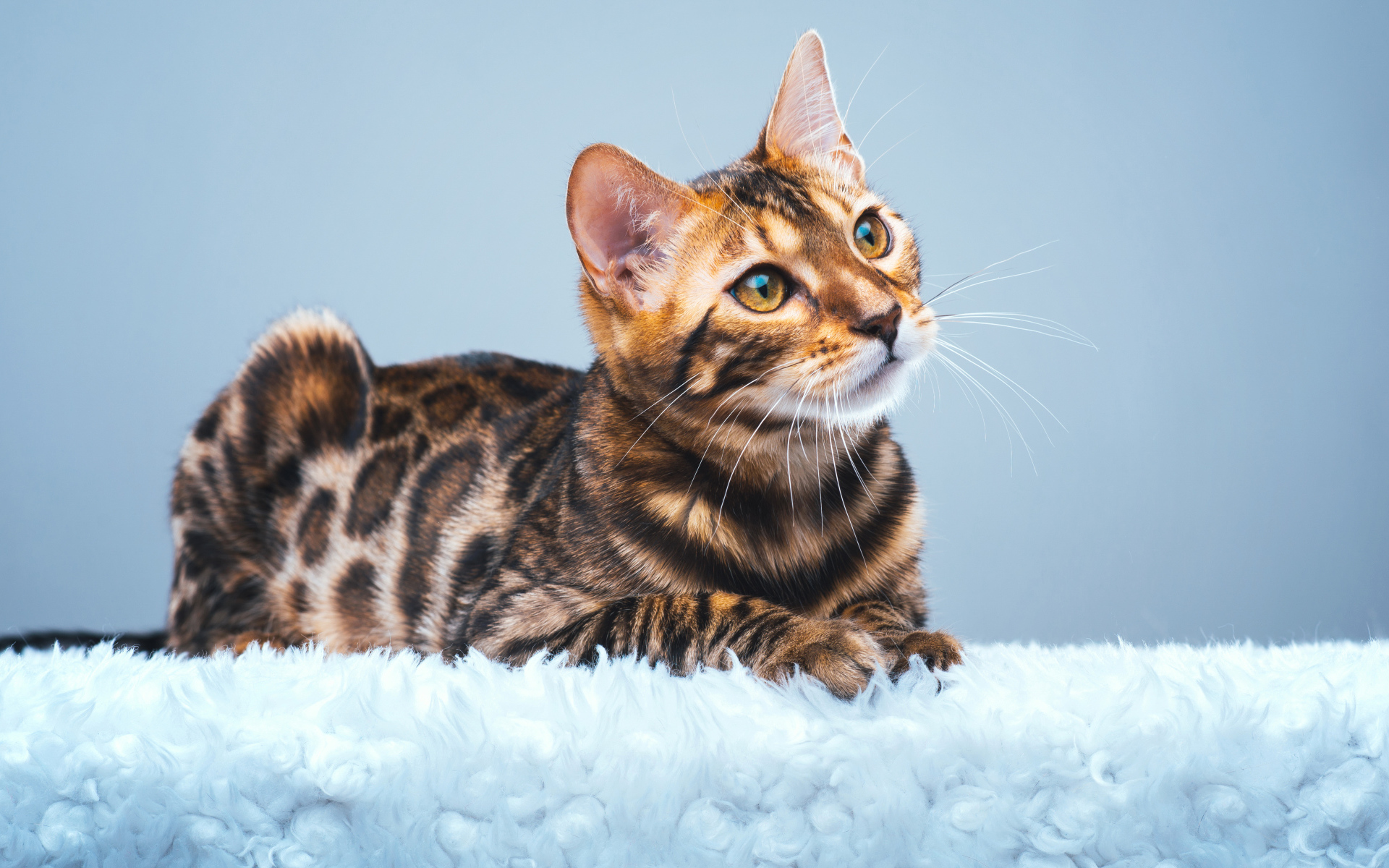 Красивая бенгальская кошка смотрит заинтересованным взглядом